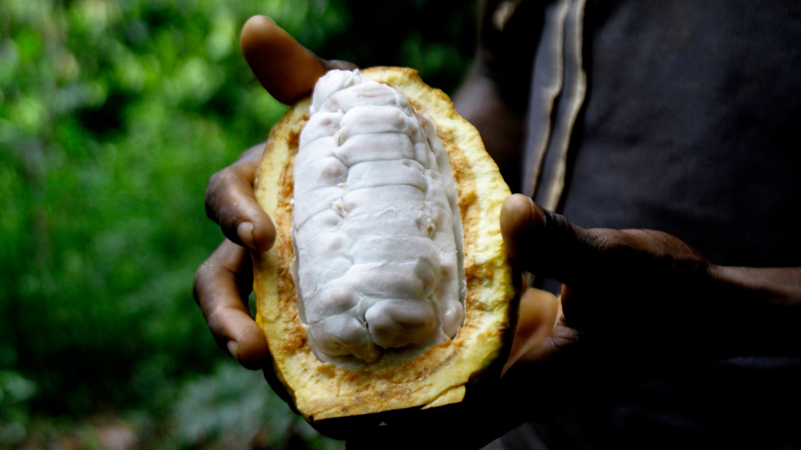A man holding cocoa beans in his hand