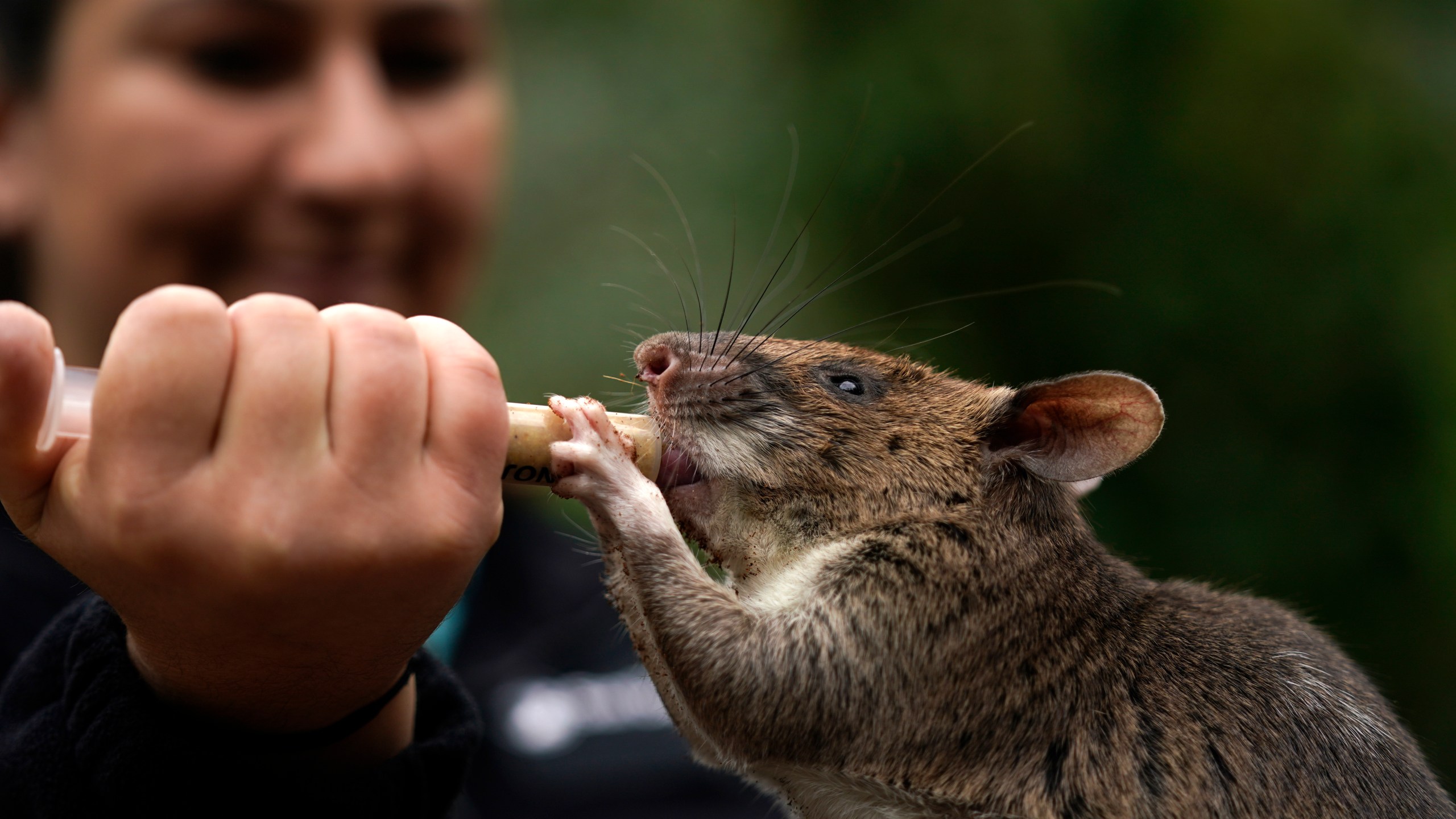 San Diego Zoo wildlife care specialist Lauren Credidio provides a treat to Runa, an African giant pouched rat, after she searched and found a pouch of chamomile tea during a presentation at the zoo Thursday, April 13, 2023, in San Diego. Runa weekly in demonstrations at the zoo to show how her keen sense of smell can be used to find everything from illegal shipments of wildlife to landmines. The organization that trained Runa has started providing the rats to U.S. zoos with the hope of changing the public's perception of the animals. (AP Photo/Gregory Bull)