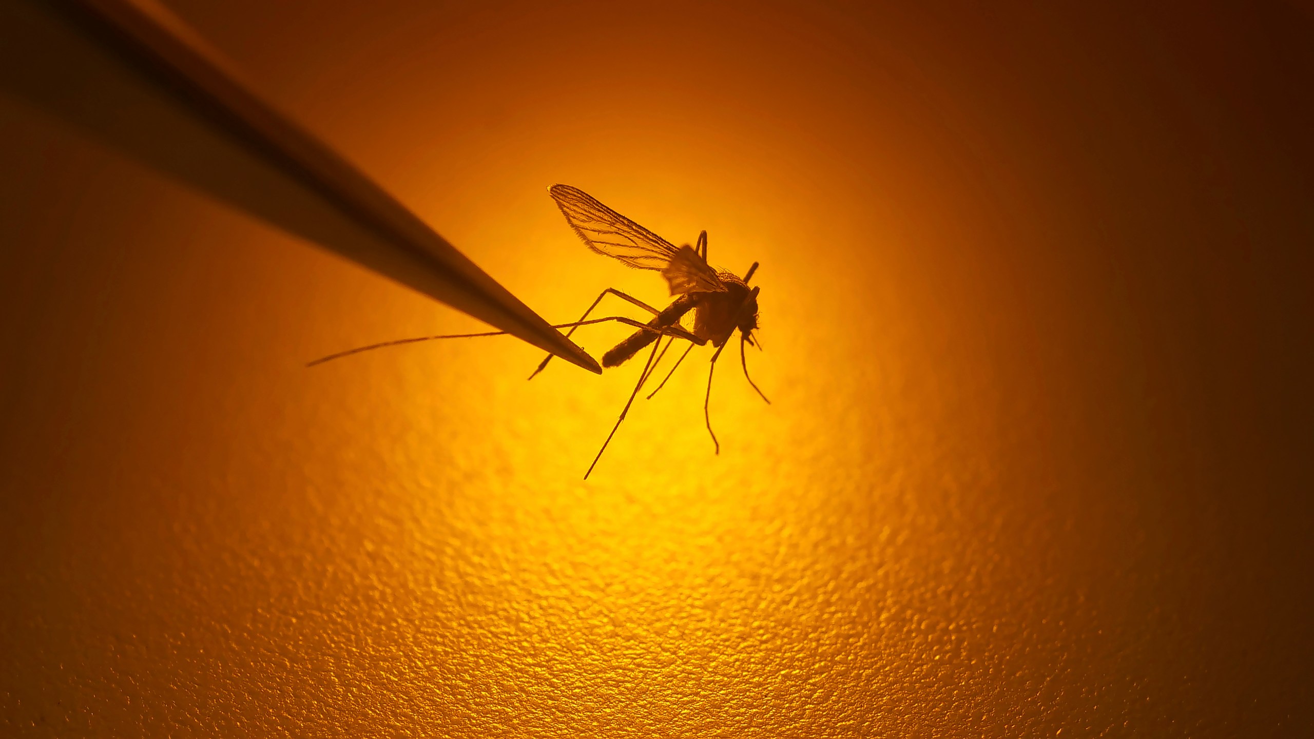 FILE - Salt Lake City Mosquito Abatement District biologist Nadja Reissen examines a mosquito in Salt Lake City, Aug. 26, 2019. European Union officials warned Thursday June 22, 2023, there is a growing risk of mosquito-borne viral diseases such as dengue and chikungunya in Europe due to climate change. (AP Photo/Rick Bowmer, File)
