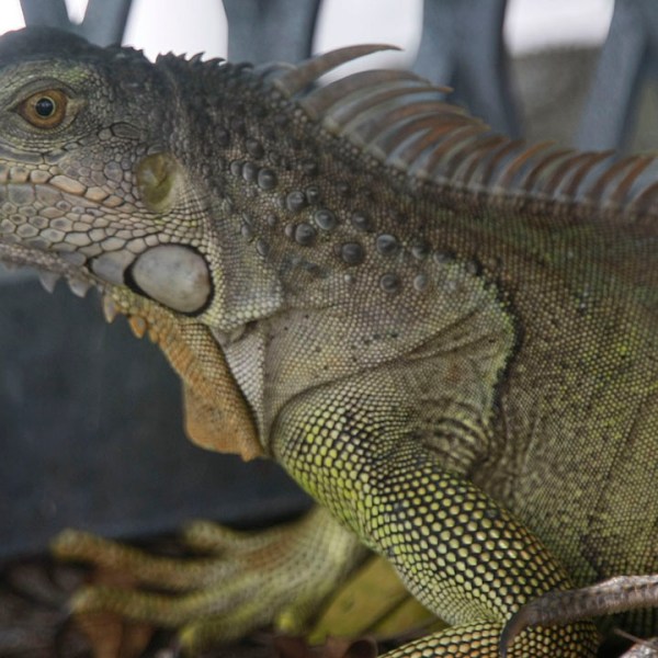An iguana in a cage