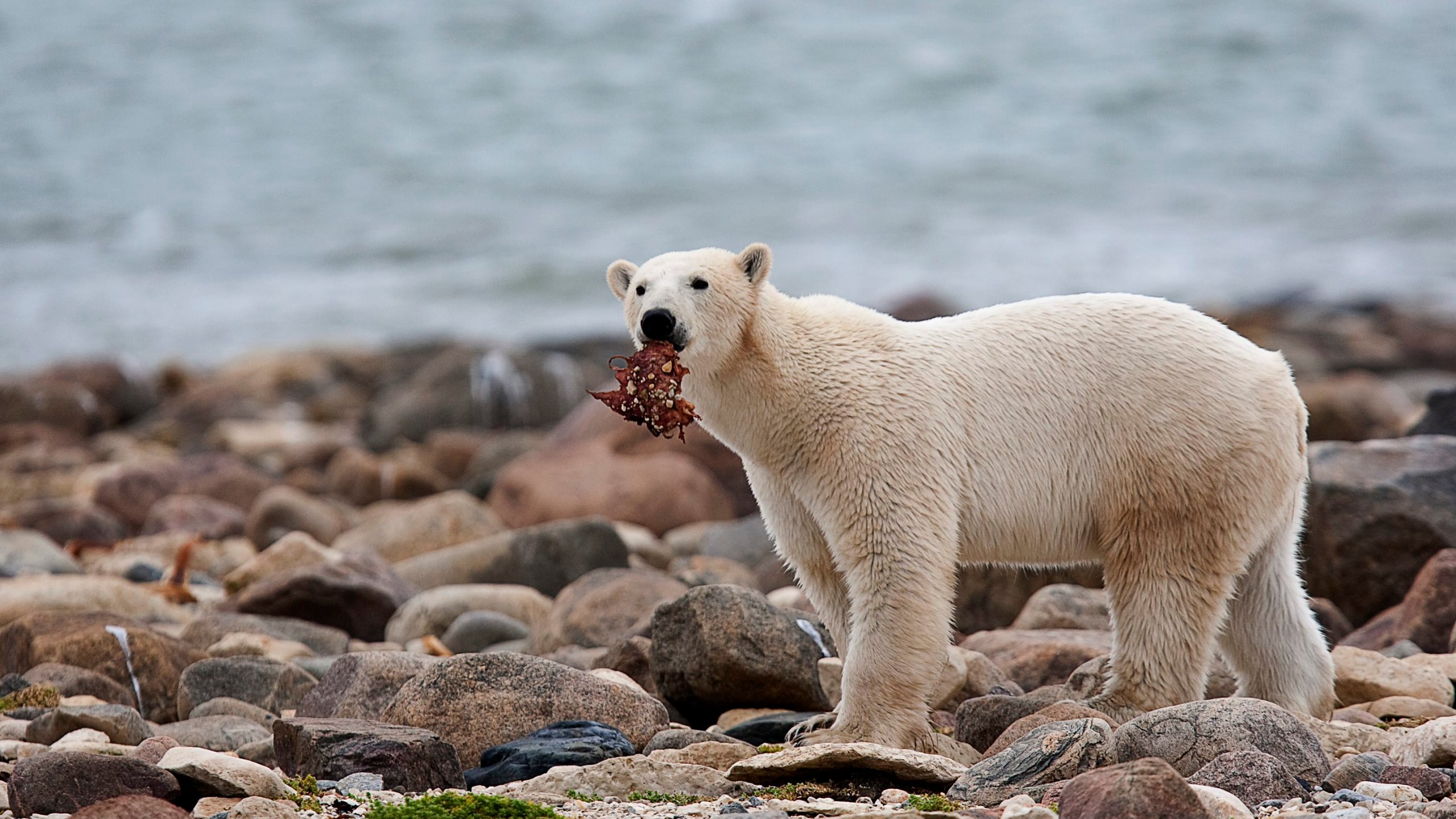 FILE - A male polar bear eats a piece of whale meat as it walks along the shore of Hudson Bay near Churchill, Manitoba, Aug. 23, 2010. With Arctic sea ice shrinking from climate change, many polar bears have to shift their diets to land during parts of the summer, a new study suggests. (Sean Kilpatrick/The Canadian Press via AP, File)