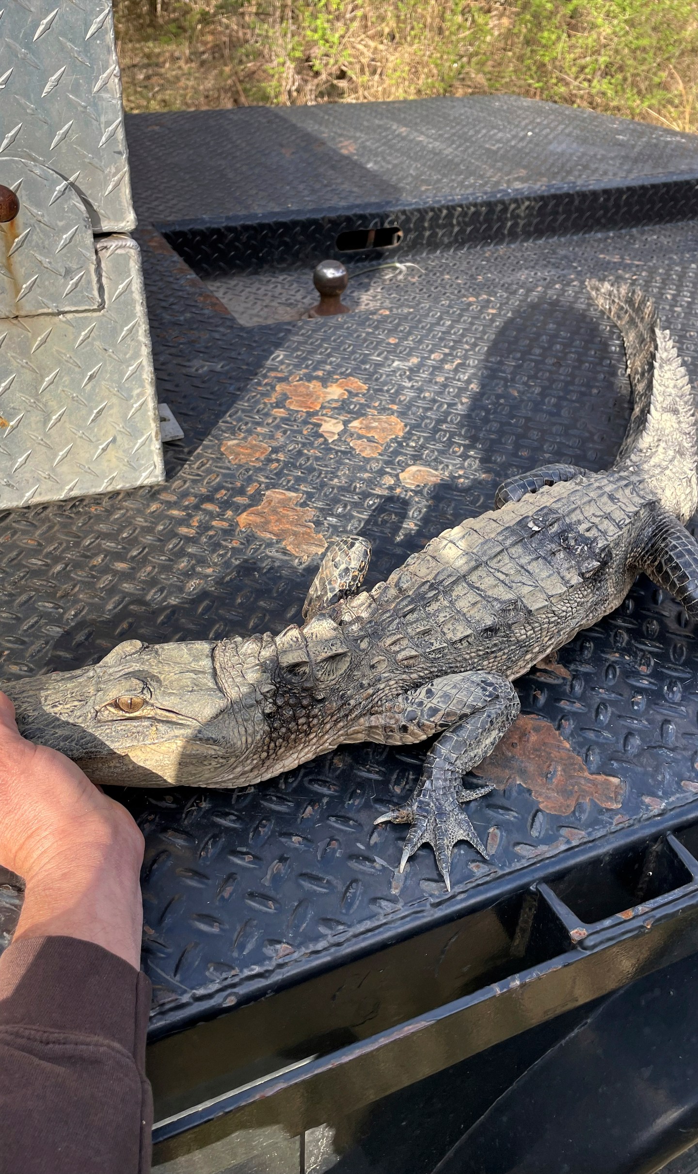 In this photo provided by the Tennessee Wildlife Resources Agency, an alligator was caught by an angler in Norris Lake in Union County, Tenn., on Monday, March 18, 2024. TWRA communications coordinator Matthew Cameron said the origin of the alligator was unclear, but it appeared that the alligator had been illegally held in captivity and possibly released into the lake. (Rick Roberts/Tennessee Wildlife Resources Agency via AP)
