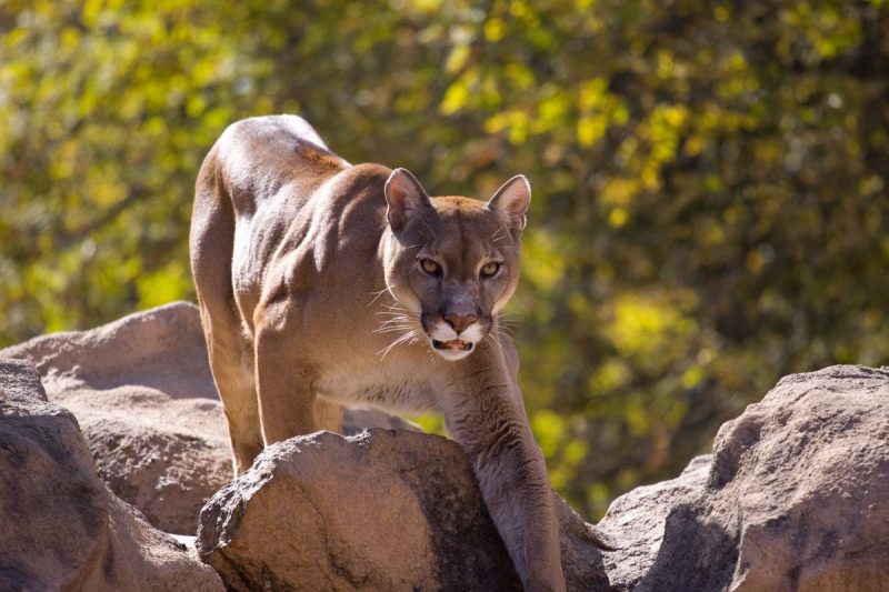 A cougar in its natural habitat