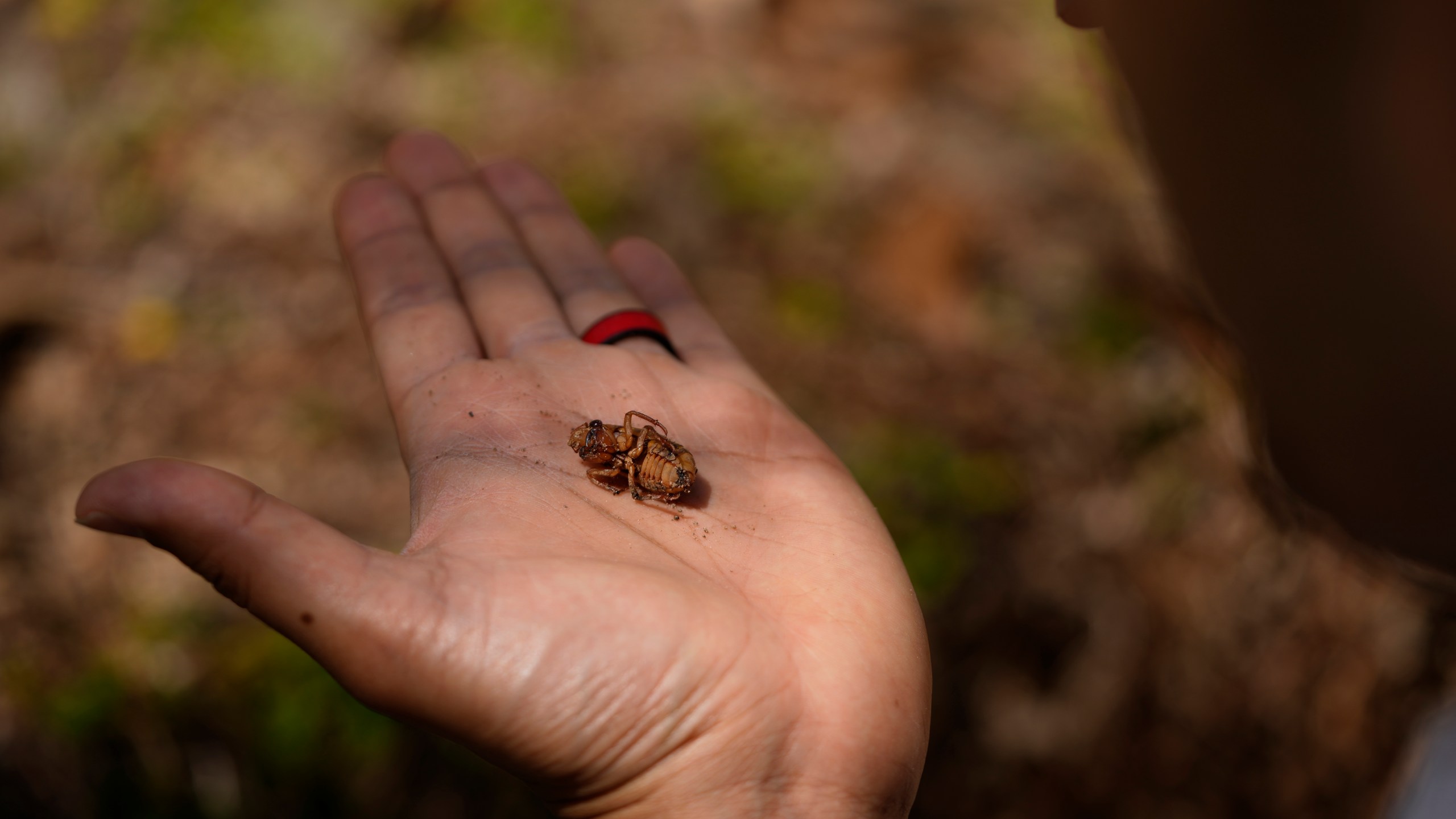 Georgia Institute of Technology biophysicist Saad Bhamla holds a periodical cicada nymph in his hand on the campus of Georgia Institute of Technology in Atlanta on Thursday, March 28, 2024. "We've got trillions of these amazing living organisms come out of the Earth, climb up on trees and it's just a unique experience, a sight to behold," Bhamla said. (AP Photo/Carolyn Kaster)