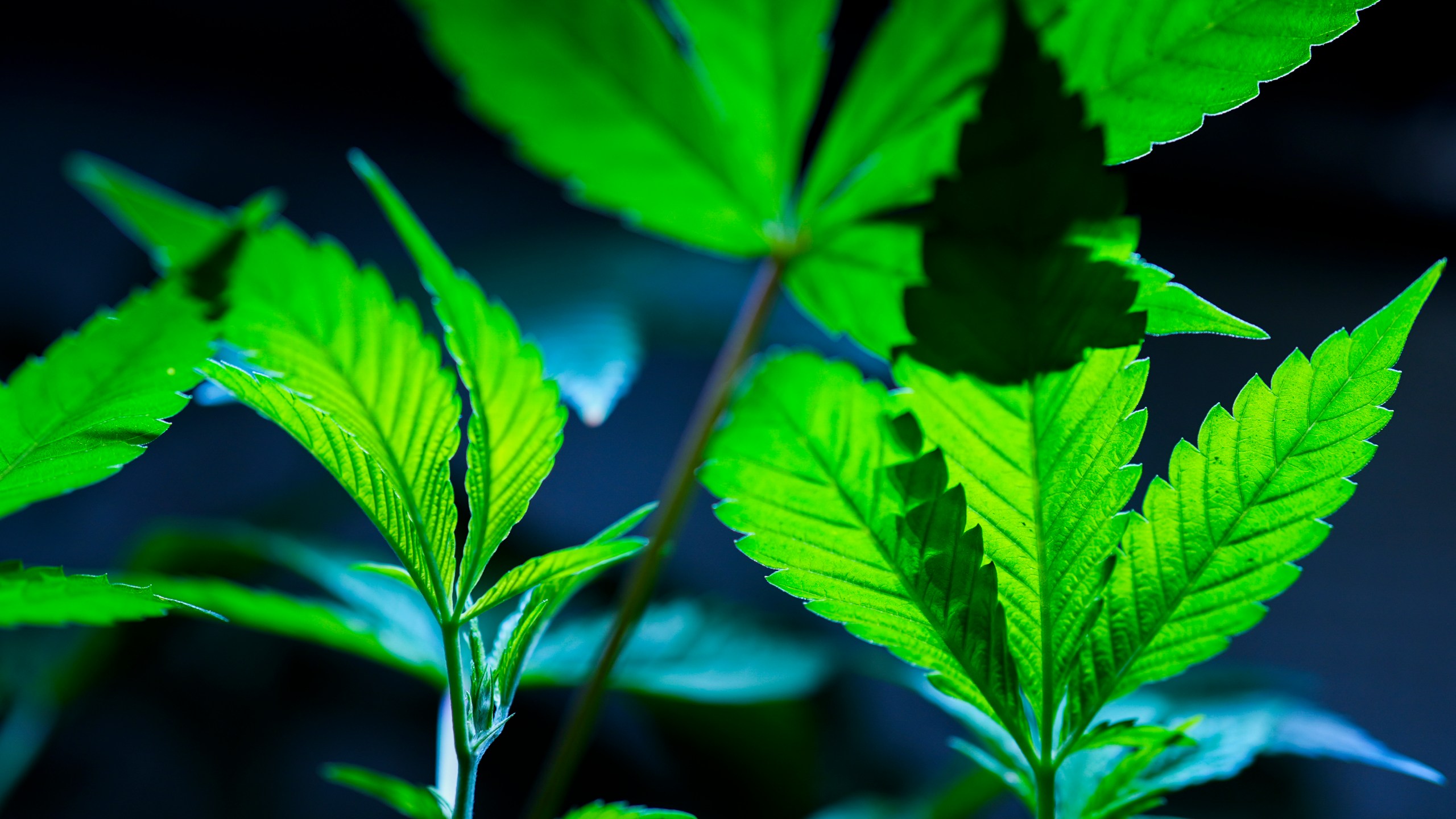 FILE - Cannabis clones are displayed for customers at Home Grown Apothecary, April 19, 2024, in Portland, Ore. The Justice Department has formally moved to reclassify marijuana as a less dangerous drug in a historic shift to generations of drug policy in the United States. A proposed rule sent Thursday to the federal register recognizes the medical uses of cannabis and acknowledge it has less potential for abuse than some of the nation’s most dangerous drugs. (AP Photo/Jenny Kane, File)