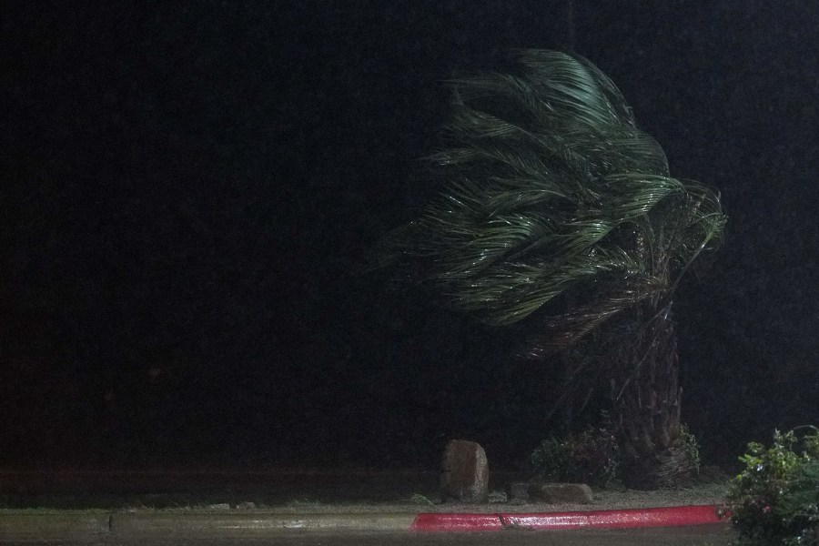 Heavy wind from Hurricane Beryl blows against a tree Monday, July 8, 2024, in Bay City. 