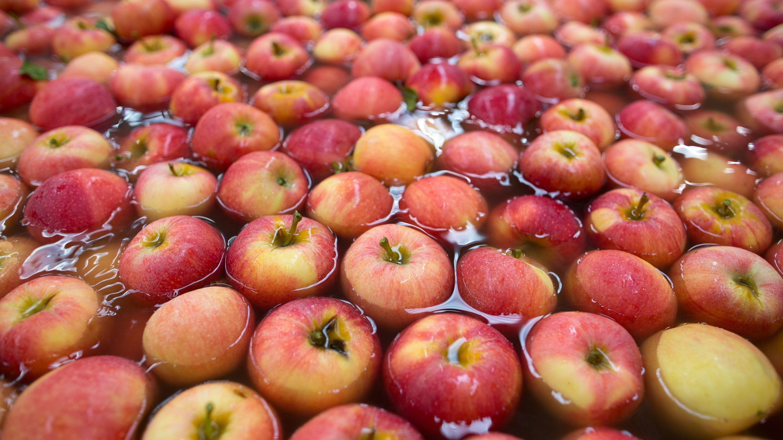 Red apples float on water