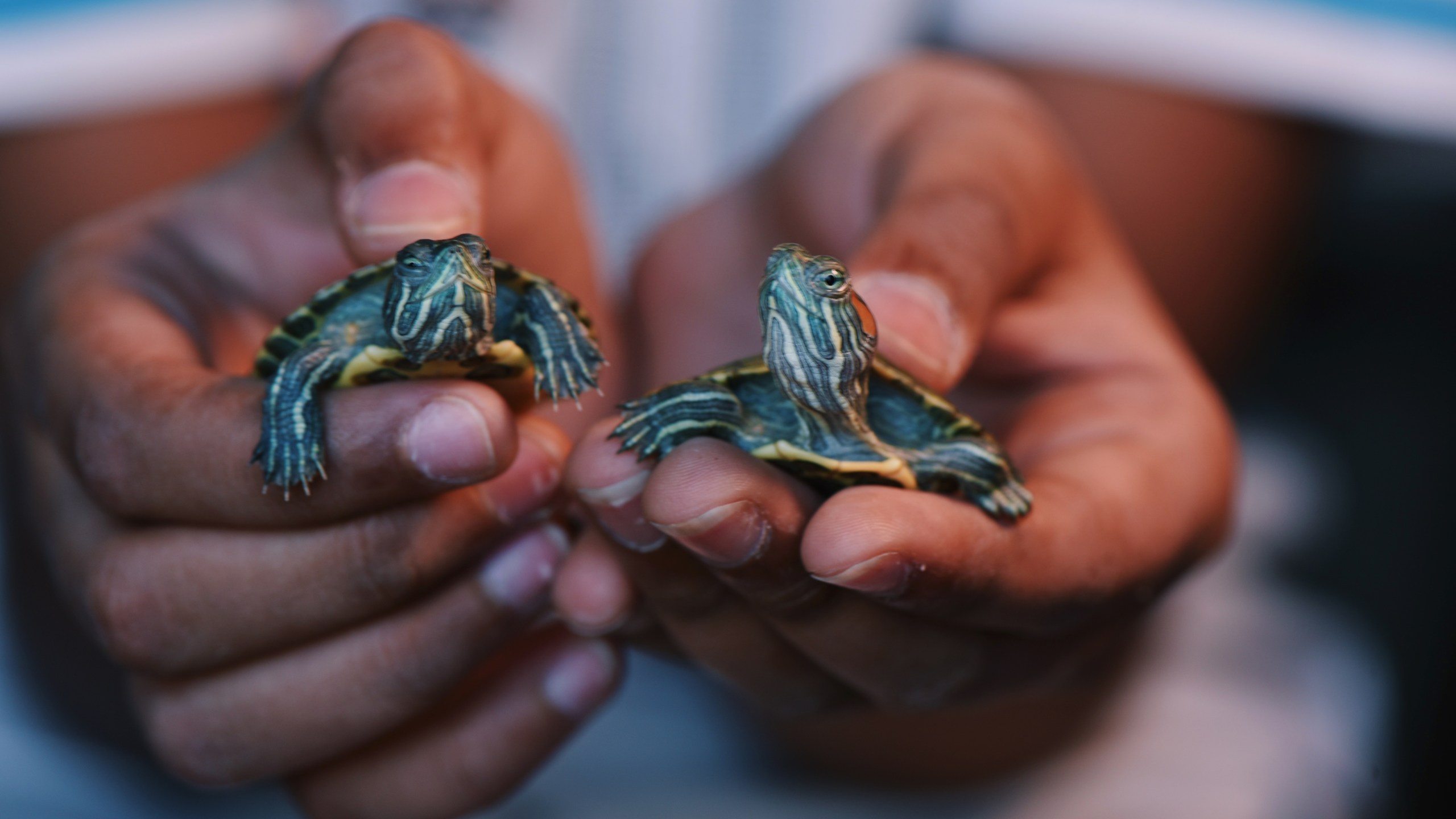 A picture of the hands of a child holding ‘Red eared slider turtles’
