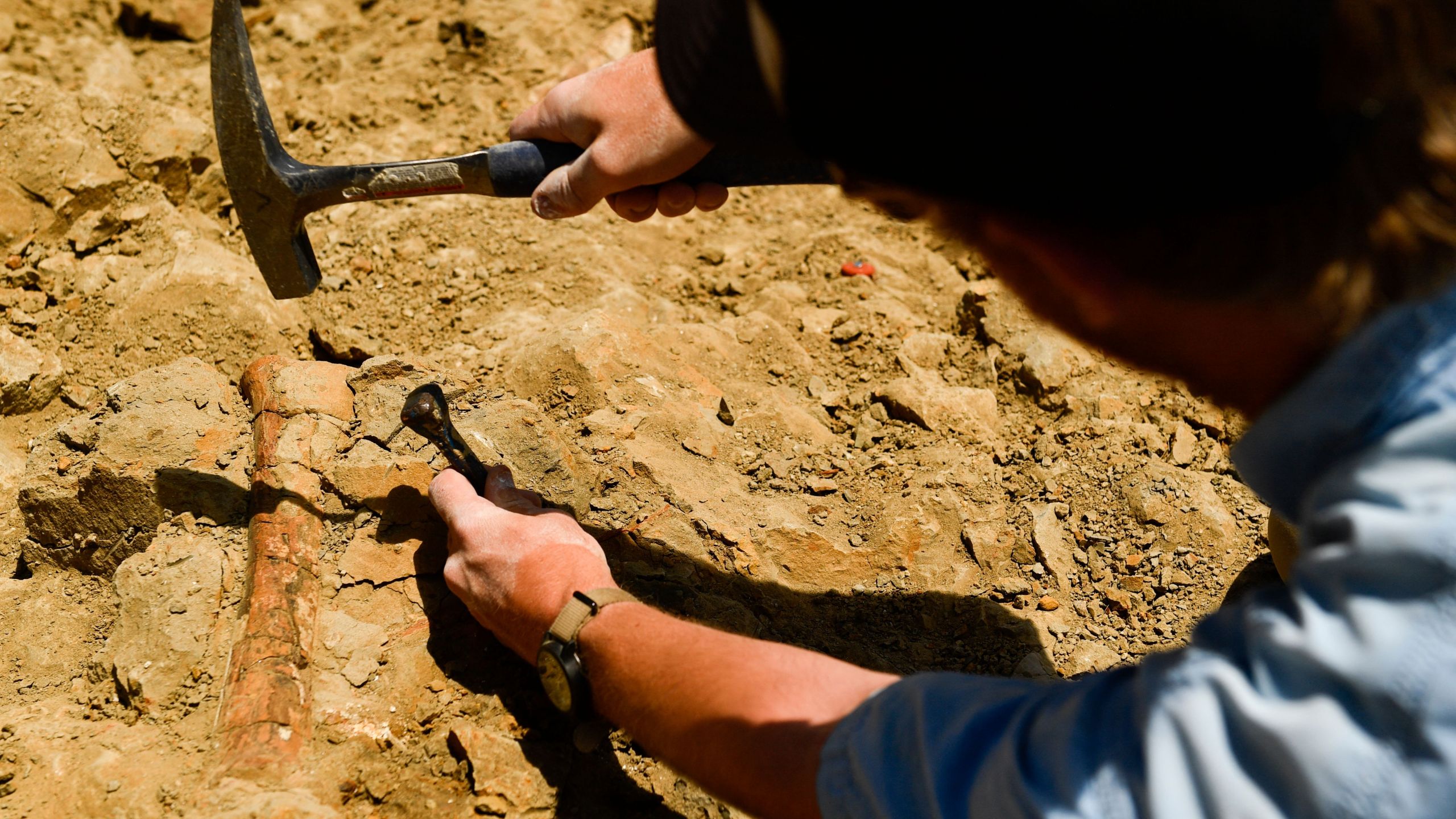 A dinosaur bone being excavated
