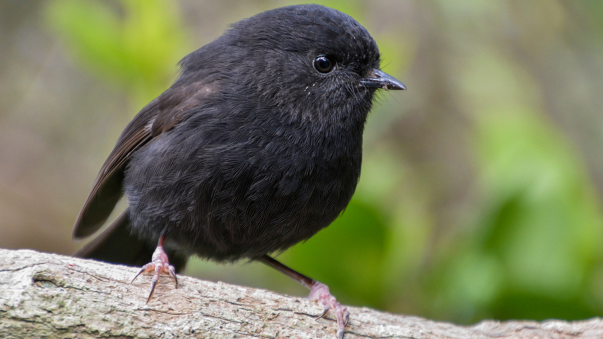 A karure, or Chatham Islands black robin pictured on Chatham Island in Sept. 2016 is runner-up to a hoiho or yellow-eyed penguin in the New Zealand Bird of the Year competition, announced Monday, Sept. 16, 2024. (Oscar Thomas via AP)