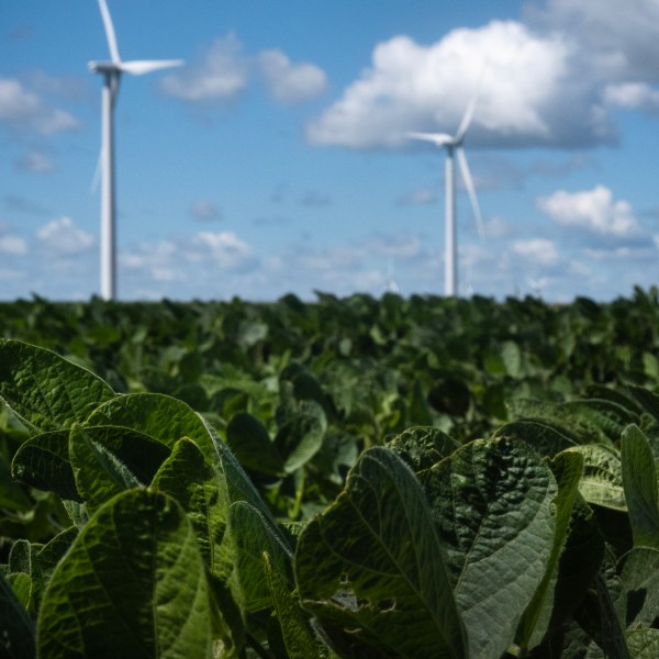 Windmills towers over a soy bean field on August 10, 2024 near Charles City, Iowa.