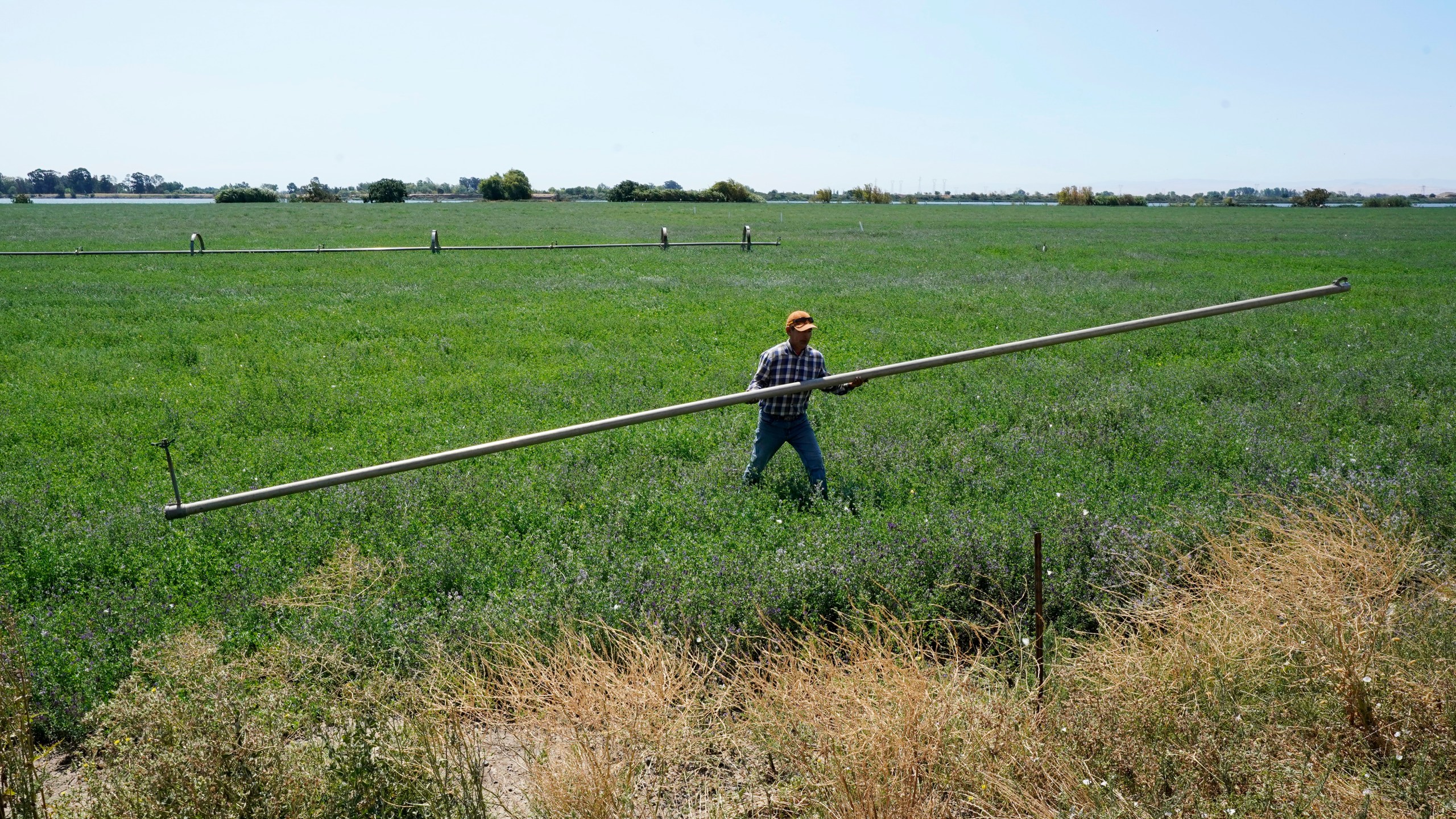 FILE - Walter Fernandez moves irrigation pipes on an alfalfa field belonging to Al Medvitz in Rio Vista, California.