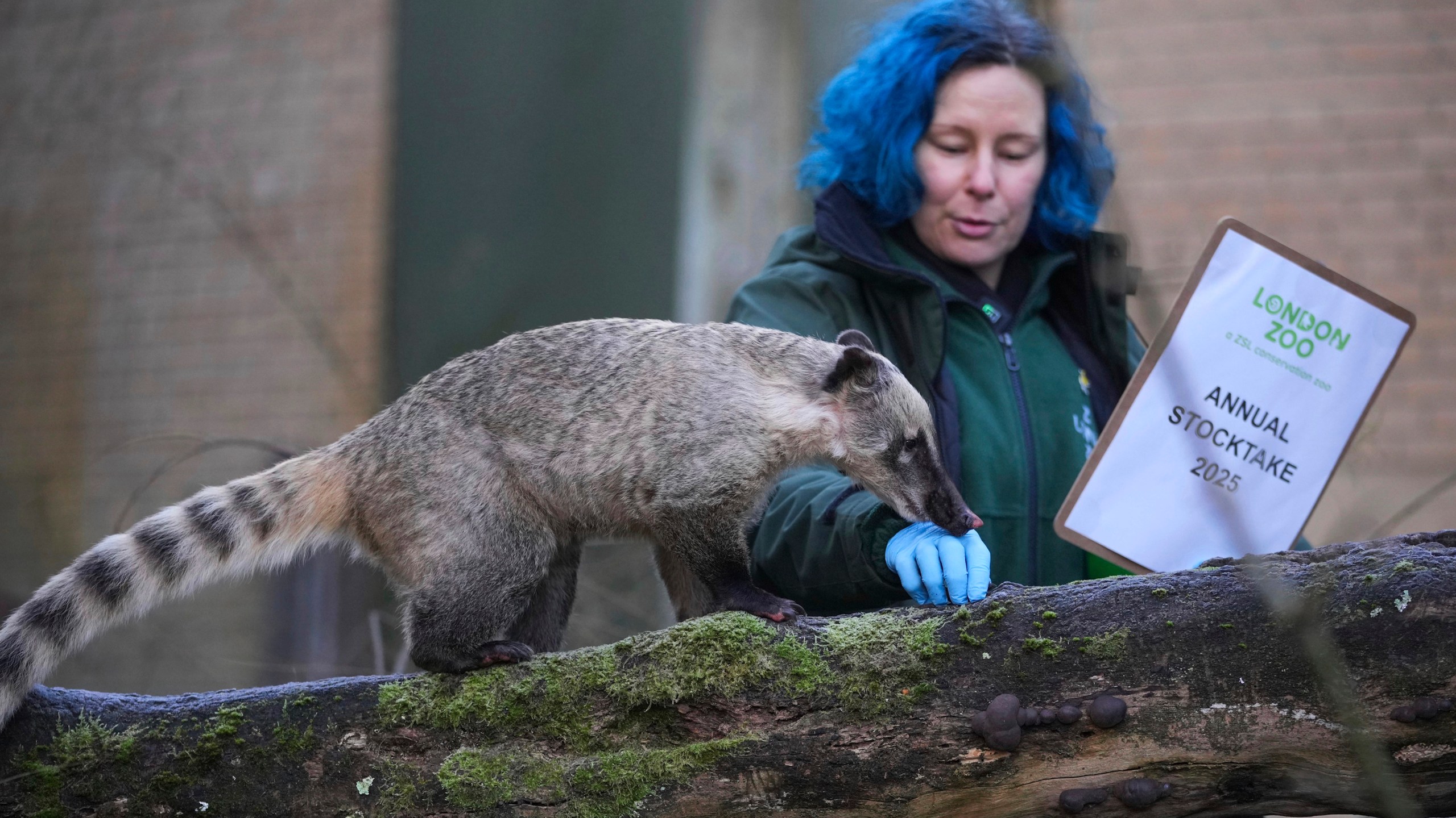 A zoo keeper counts brown-nosed coatis during the annual stocktake at London Zoo in London, Friday, Jan. 3, 2025. (AP Photo/Kin Cheung)