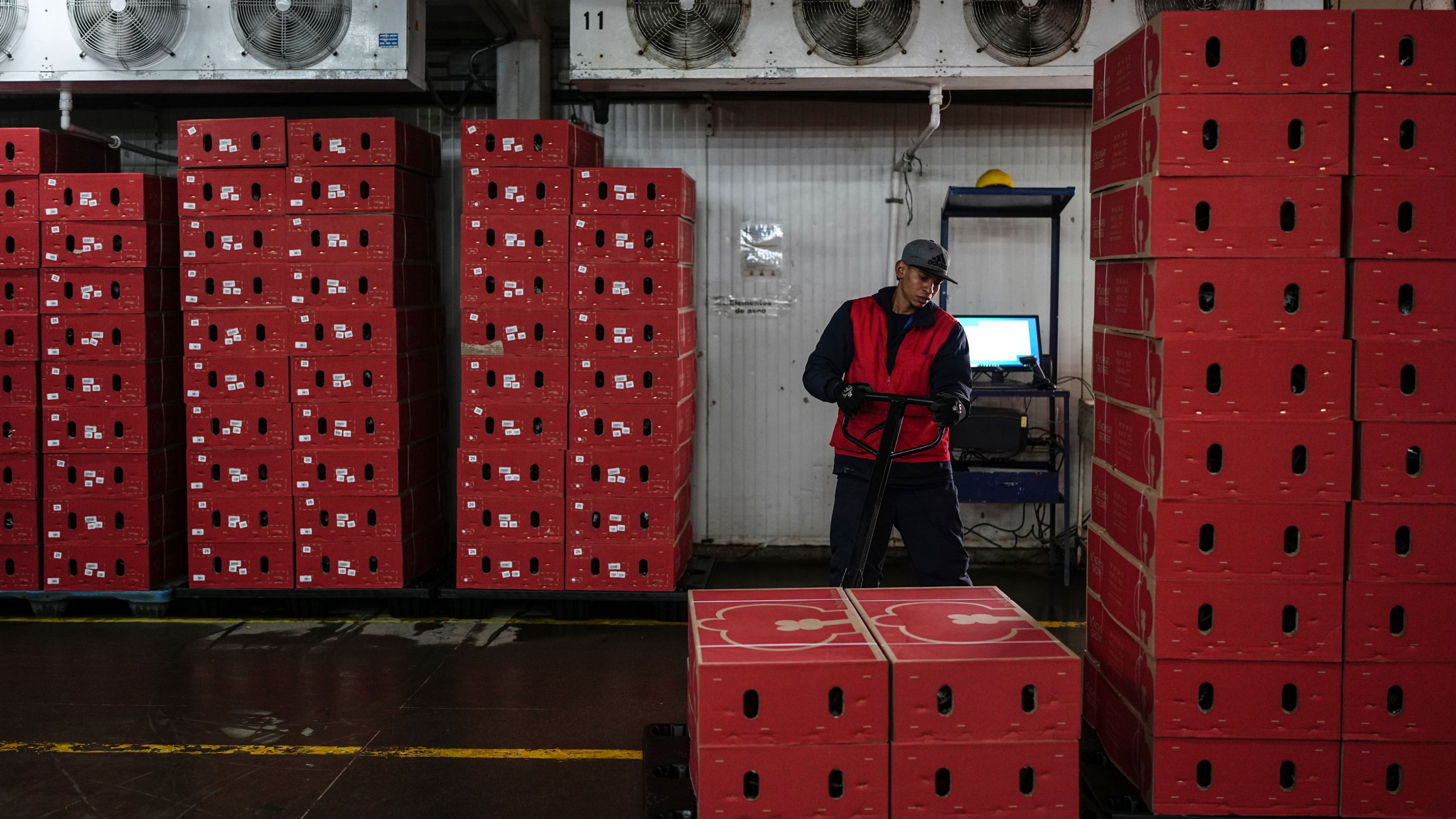 A worker organizes boxes of flowers intended for export to the U.S. at a flower farm in Chia, on the outskirts of Bogota, Colombia, Monday, Jan. 27, 2025. (AP Photo/Ivan Valencia)