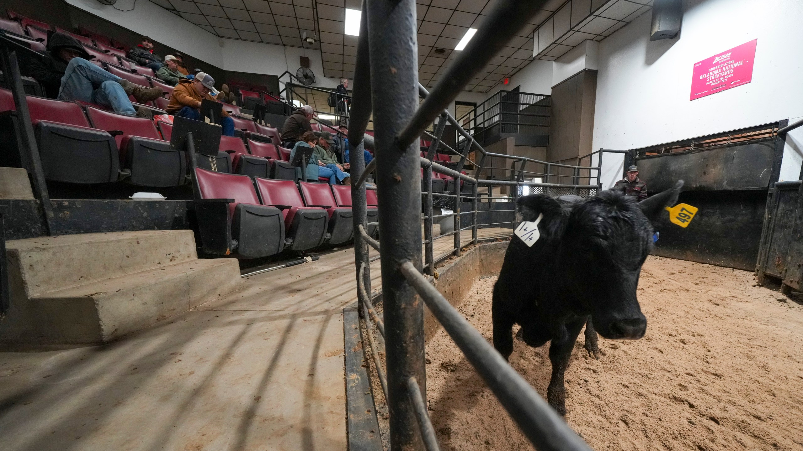 A cow is exhibited in the auction arena the Oklahoma National Stockyards Tuesday, Jan. 14, 2025, in Oklahoma City. (AP Photo/Julio Cortez)