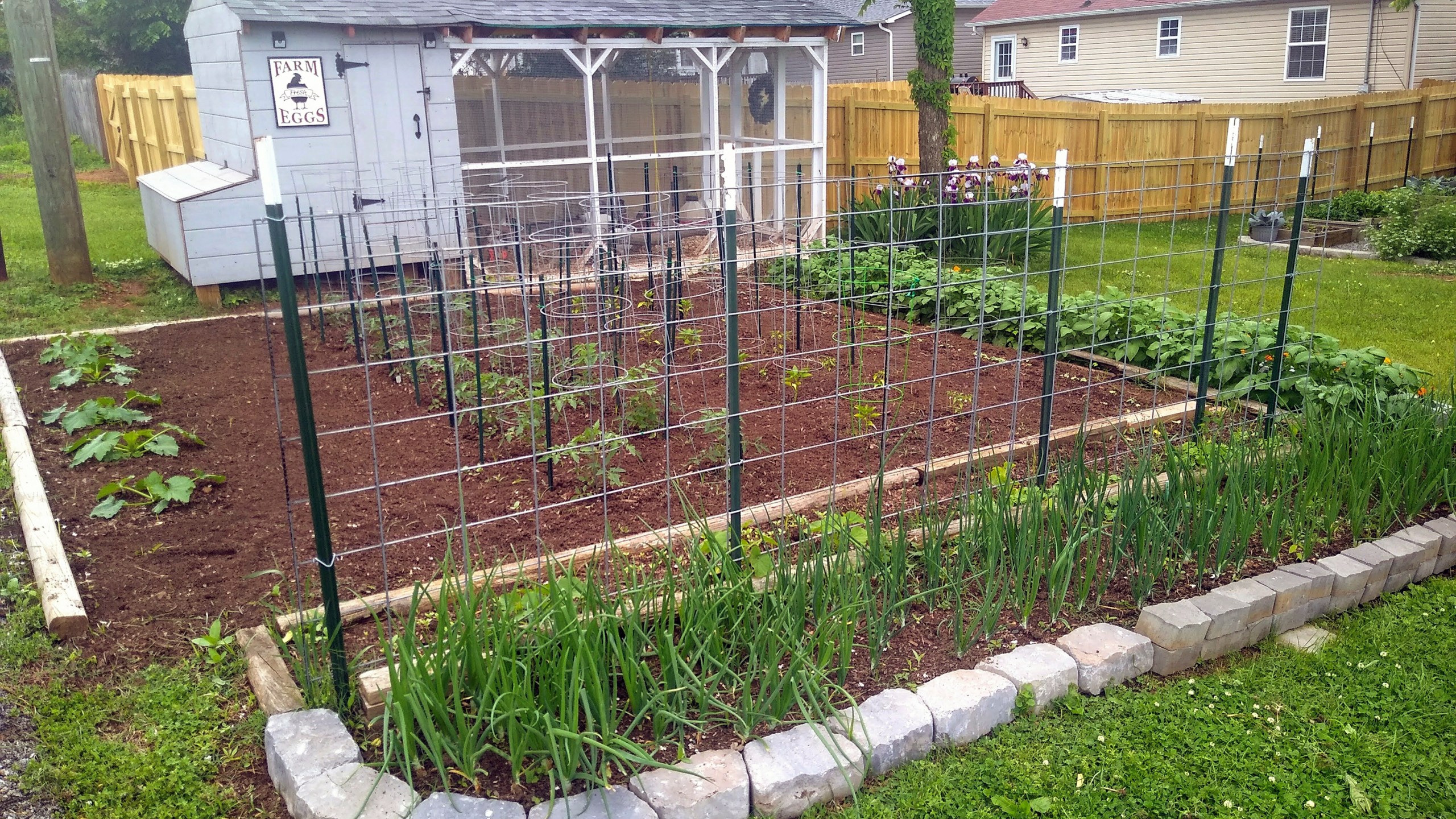 This image shows a chicken coop and garden at the home of Sarah Penny in Knoxville, Tenn., in May 2024 (Sarah Penny via AP).