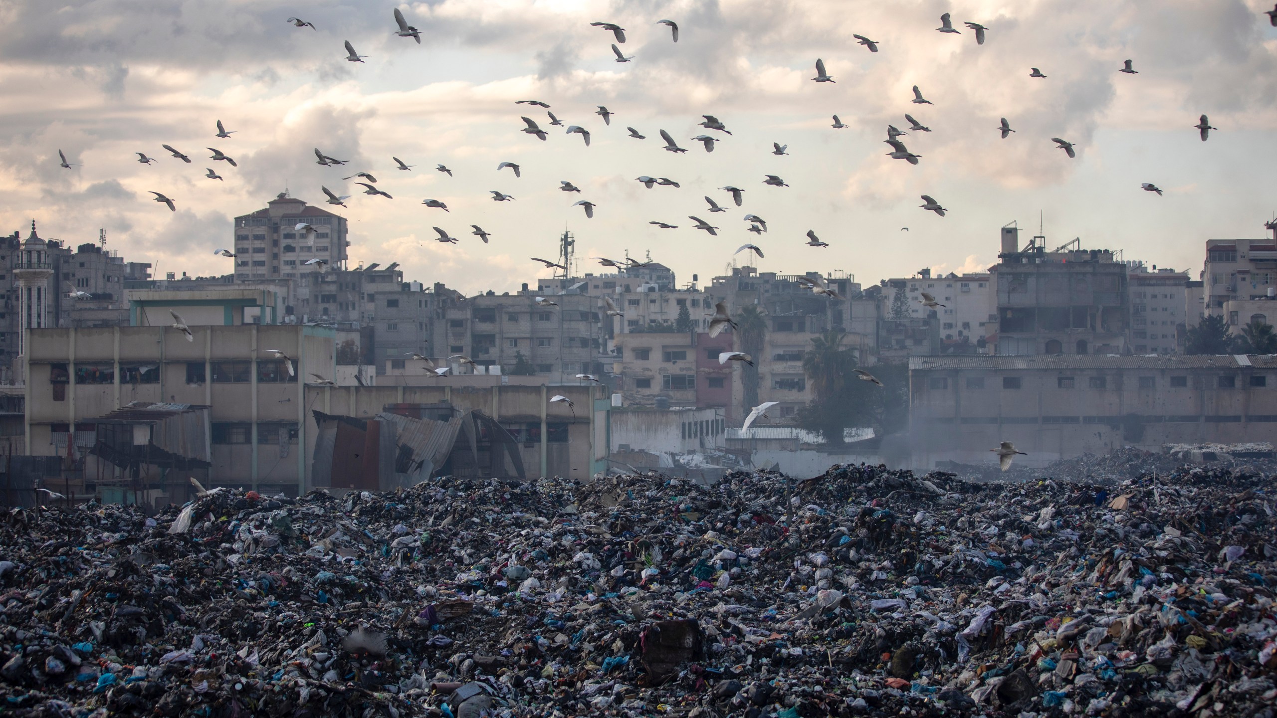 Birds fly over a pile of garbage