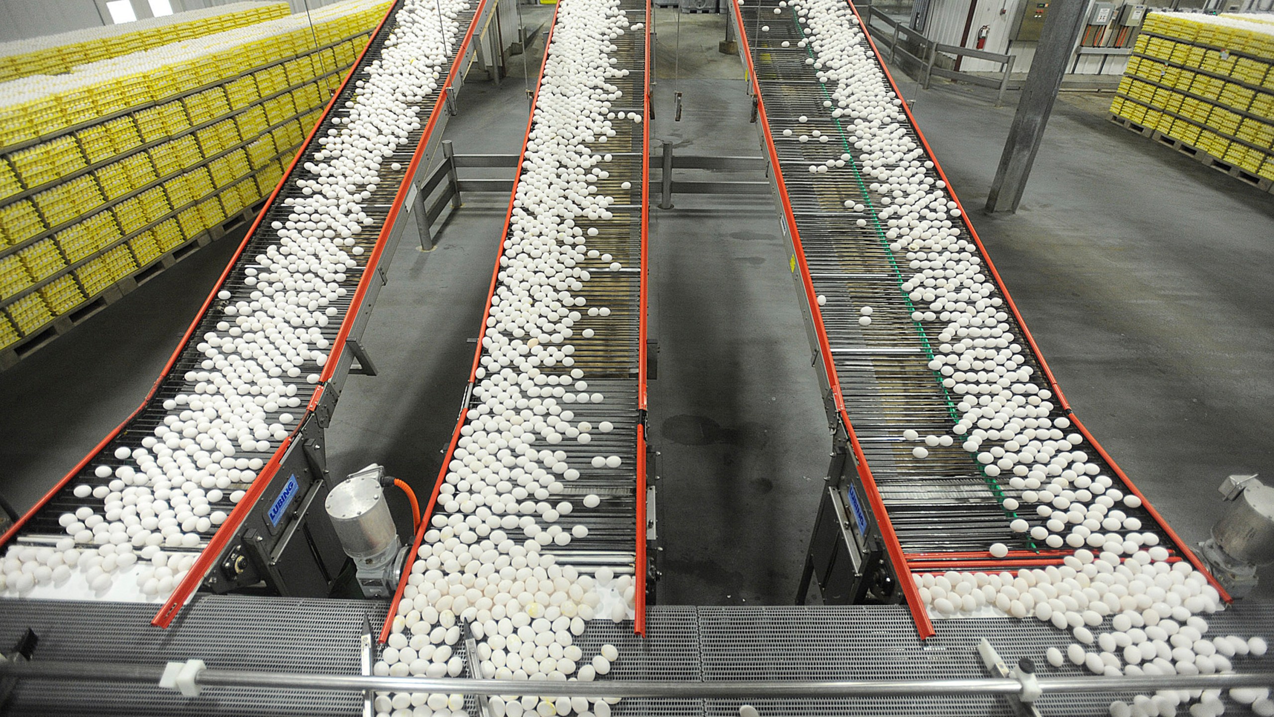 FILE - In this July 28, 2012 file photo, chicken eggs are transported by conveyor belt from the production side to the packaging side at a farm in Cortland, Ind. (Aaron Piper/The Tribune via AP, File)
