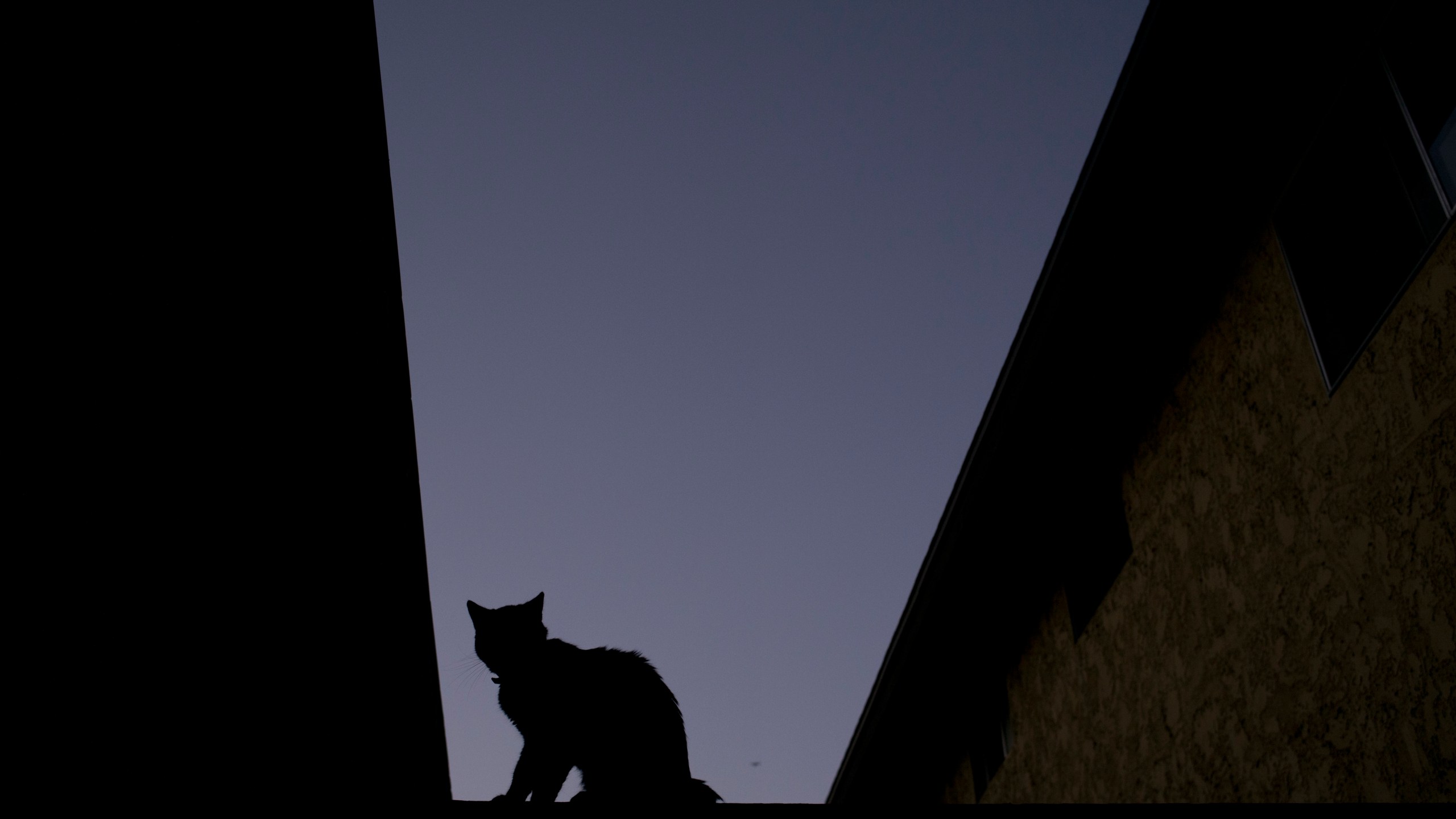 FILE - A silhouetted cat sits on a fence of a condominium complex at dusk, June 18, 2017, in La Habra, Calif. (AP Photo/Jae C. Hong, file)