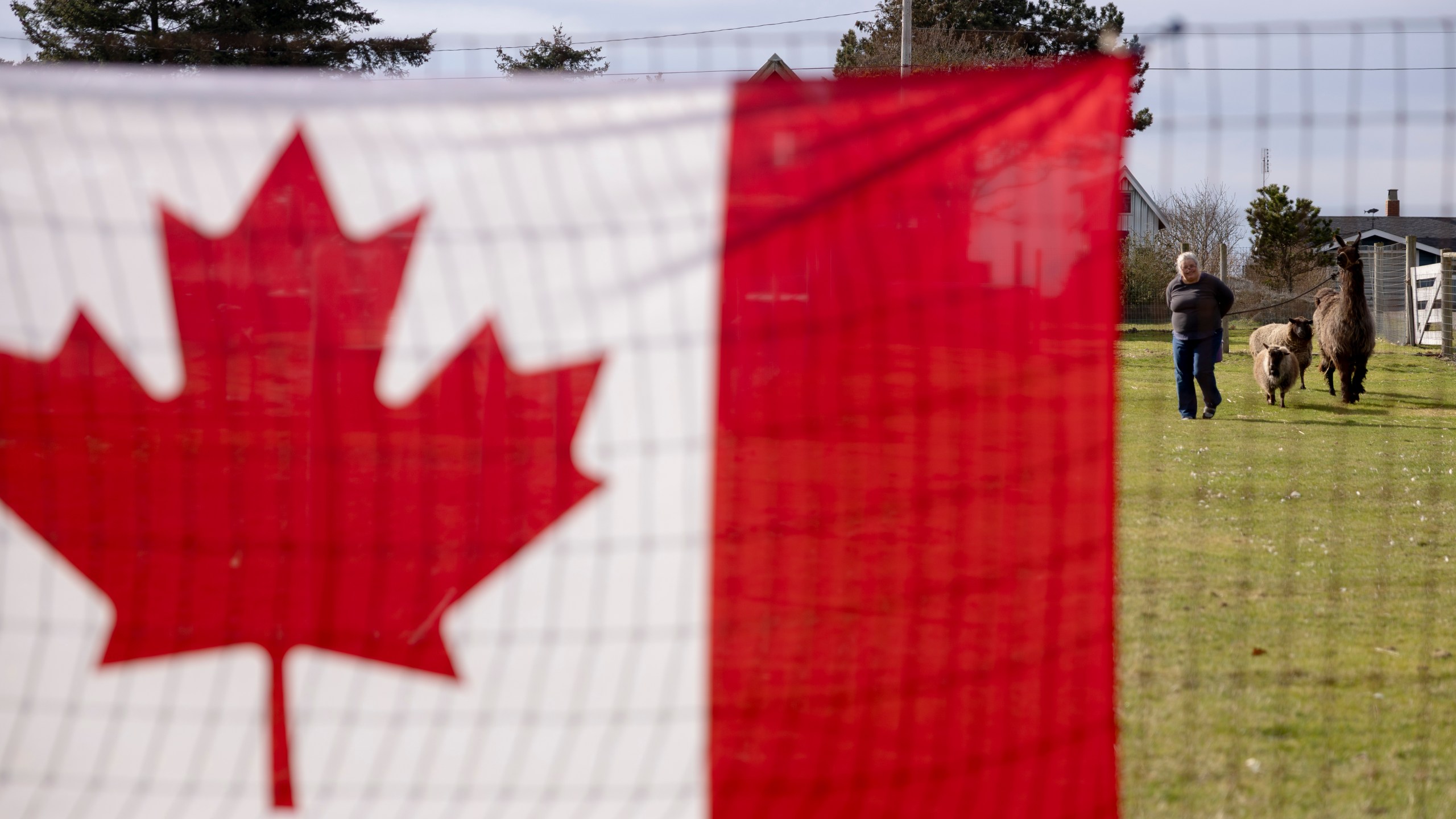 Heidi Baxter, a dual citizen of Canada and the United States, walks her llama, Lily, and goats at her home, Saturday, March 1, 2025, in Point Roberts, Wash. (AP Photo/Ryan Sun)