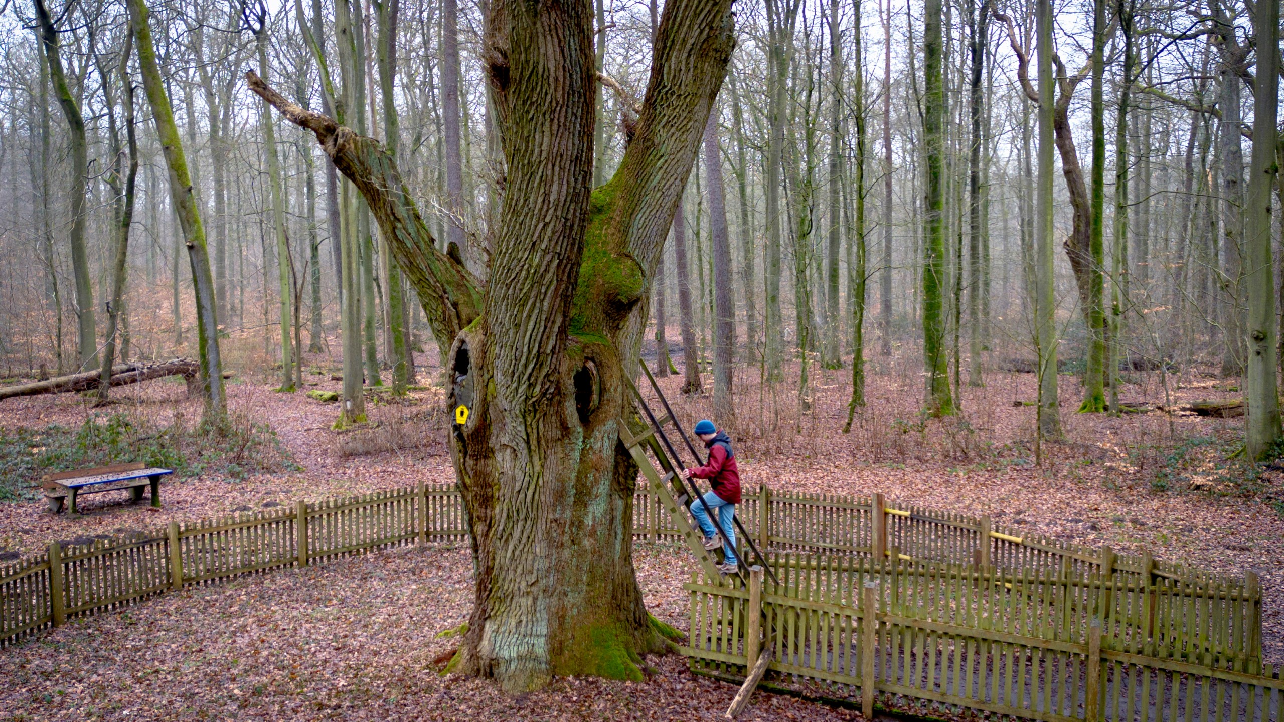 A passer by climbs up a ladder of a tree