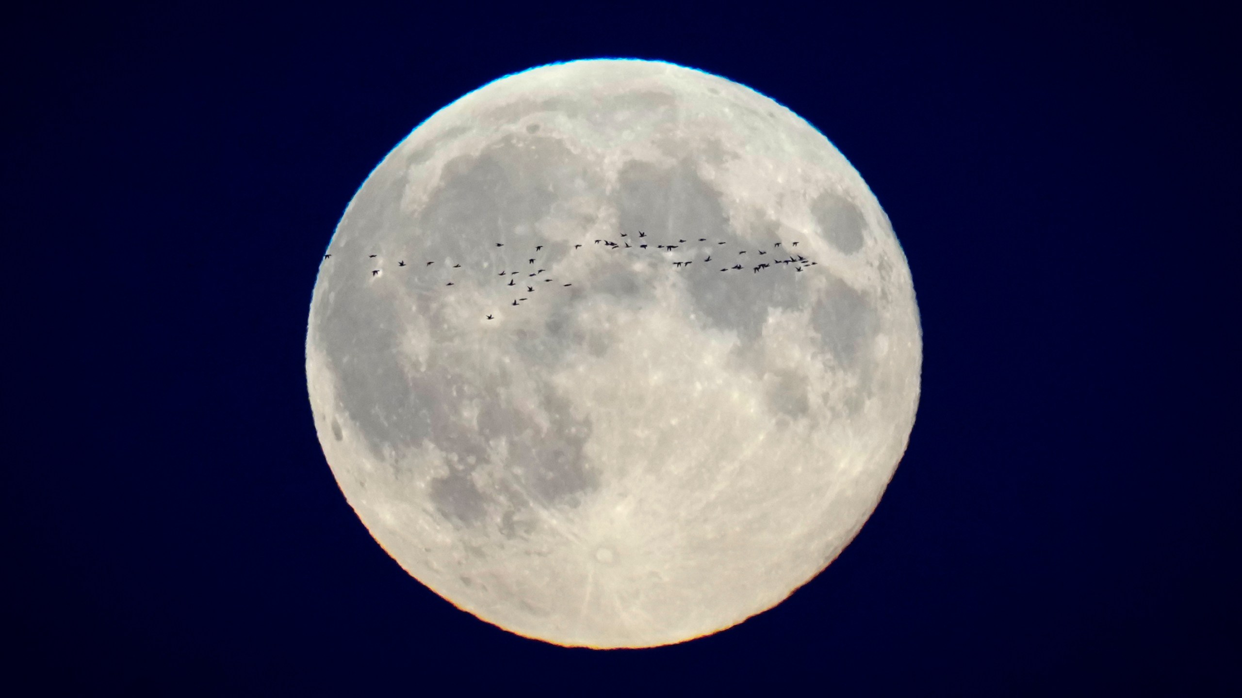 FILE - A flock of birds fly in front of the full moon over the city centre in Tallinn, Estonia, Oct. 17, 2024. (AP Photo/Sergei Grits, File)