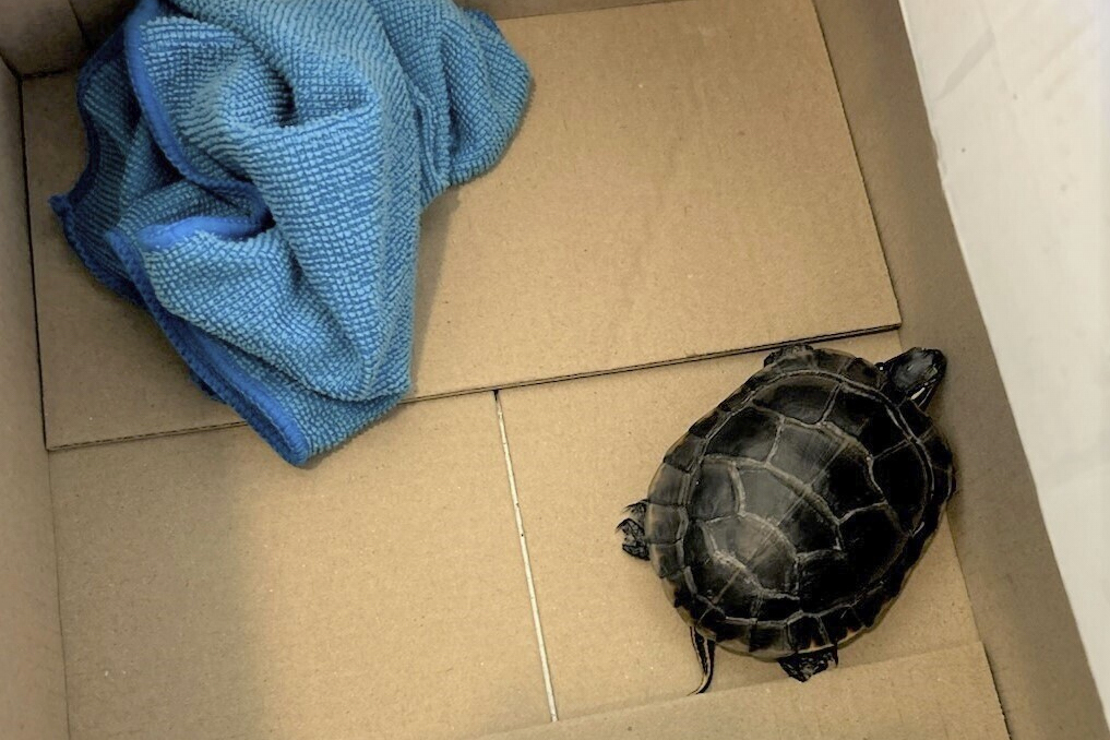 This photo provided by the Transportation Security Administration (TSA) shows a turtle in a box after a Pennsylvania man was caught with the turtle concealed in his pants when the TSA body scanner triggered an alarm in the area of the man’s groin on Friday, March 7, 2025, at Newark Liberty International Airport in Newark, N.J. (TSA via AP)