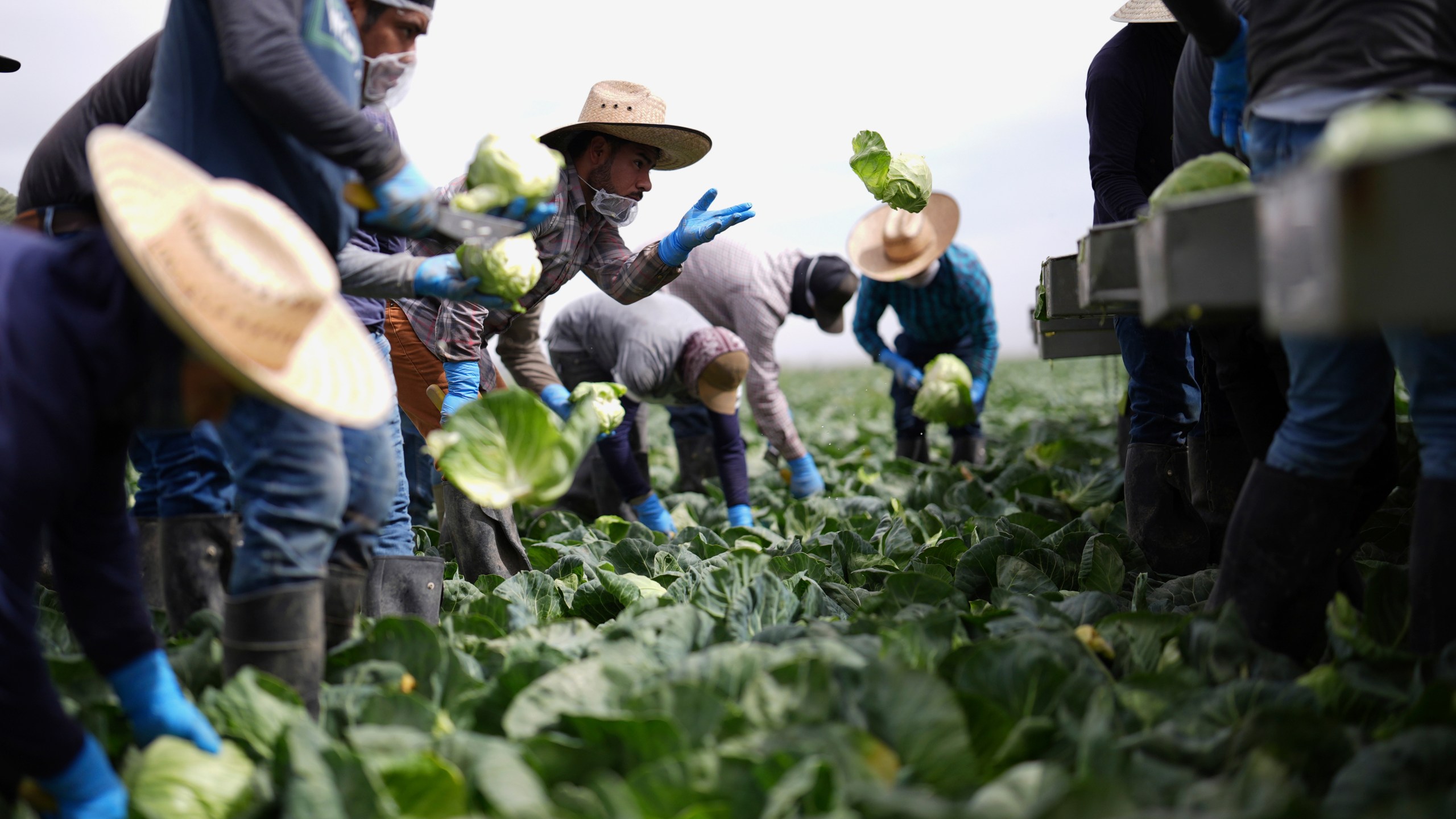 Workers harvest cabbage Wednesday, March 5, 2025, on a field less than ten miles from the border with Mexico, in Holtville, Calif. (AP Photo/Gregory Bull)