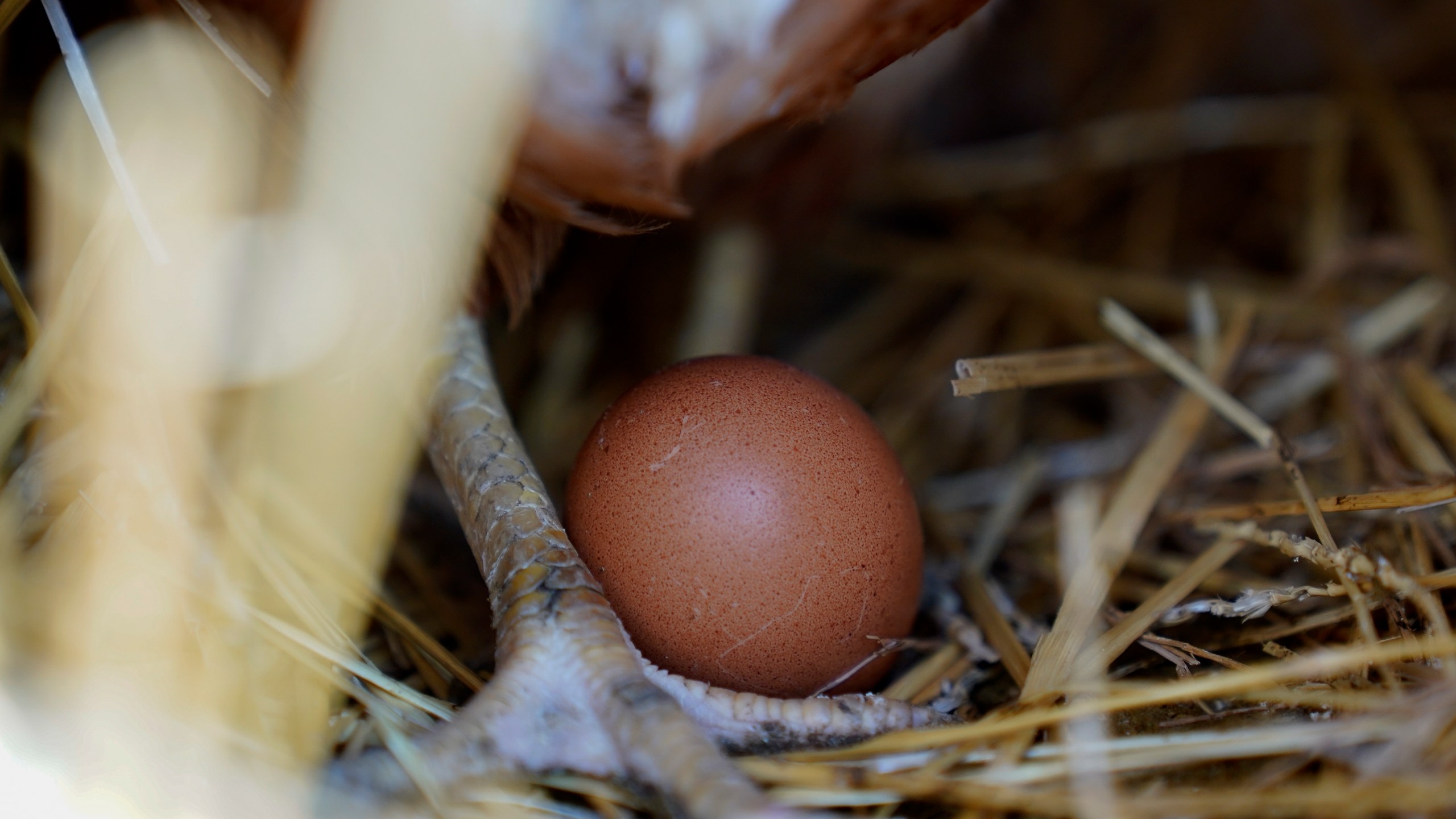 A hen stands next to an egg