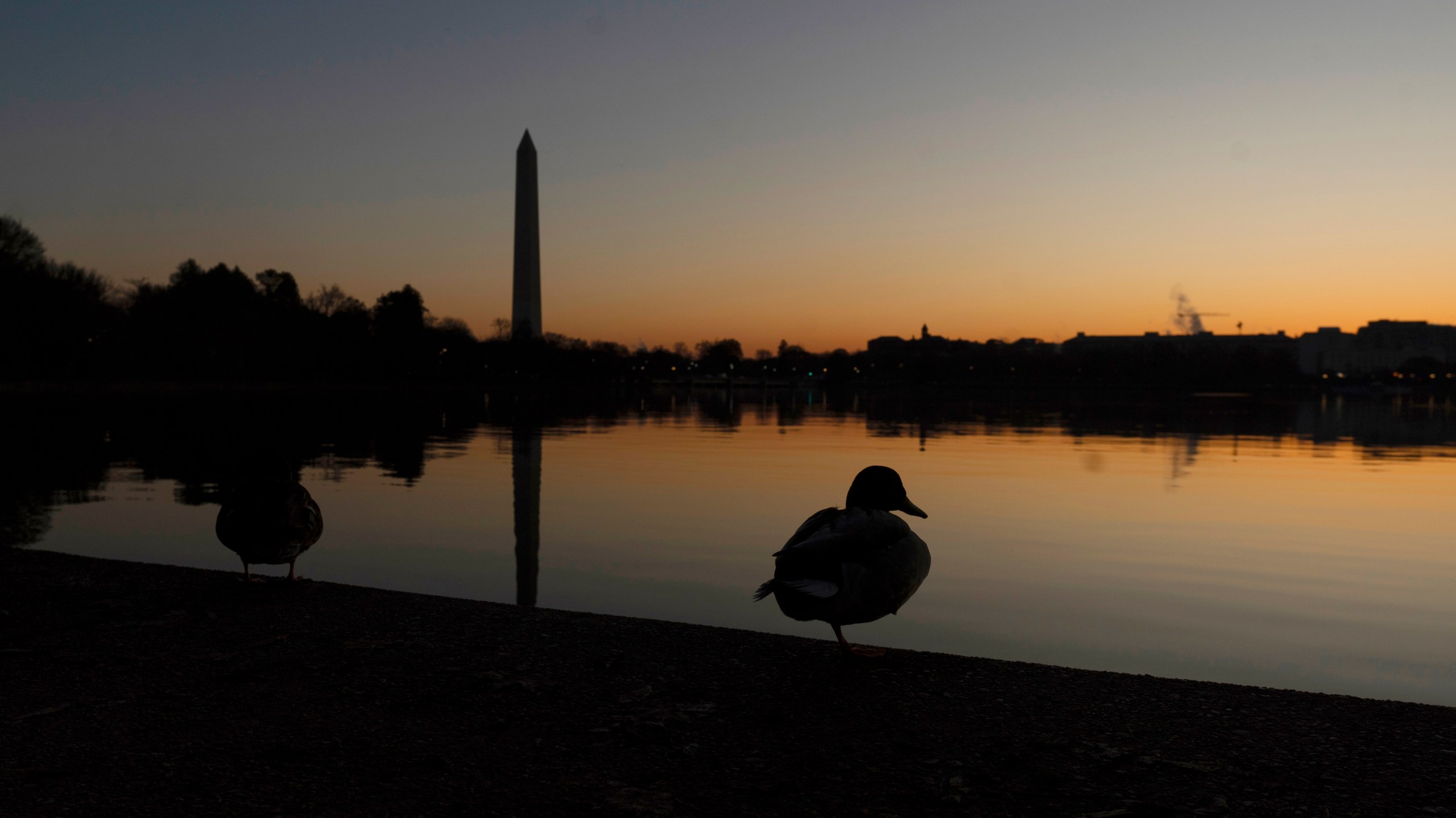 FILE - A mallard duck rests on the edge of a path around the Tidal Basin as the sun rises in Washington, Sunday, March 5, 2023, with the Washington Monument in the background. (AP Photo/Manuel Balce Ceneta, File)