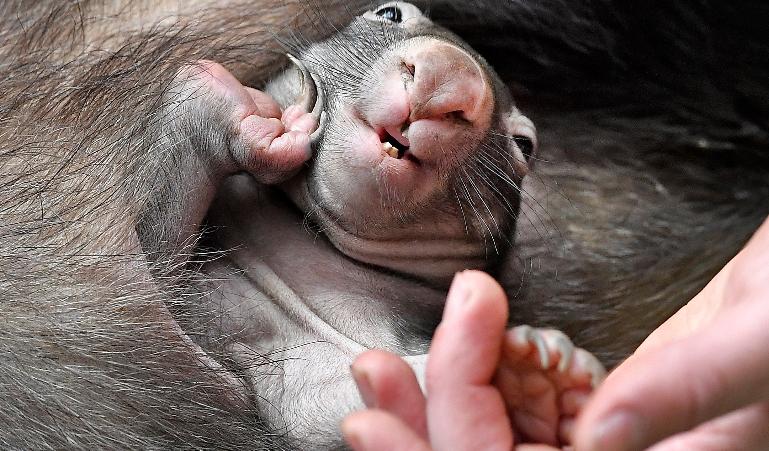 FILE - A newborn wombat baby APARI sits in its mother's pouch at the zoo in Duisburg, Germany, Thursday, March 29, 2018. (AP Photo/Martin Meissner, File)