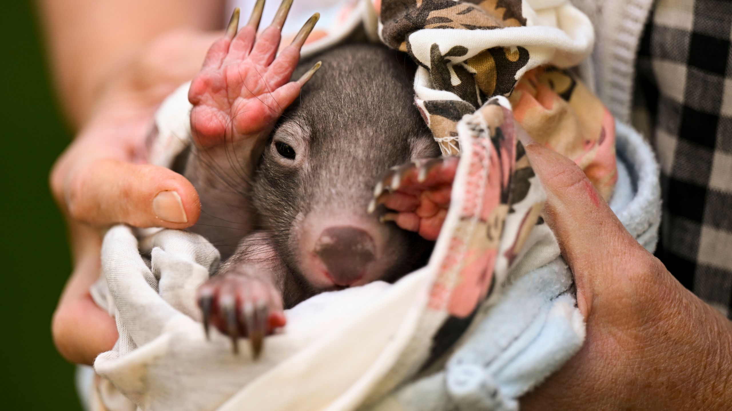 A Wild live carer holds a baby wombat during a press conference at Parliament House in Canberra, Thursday, Dec. 8, 2022. (Lukas Coch/AAP Image via AP)