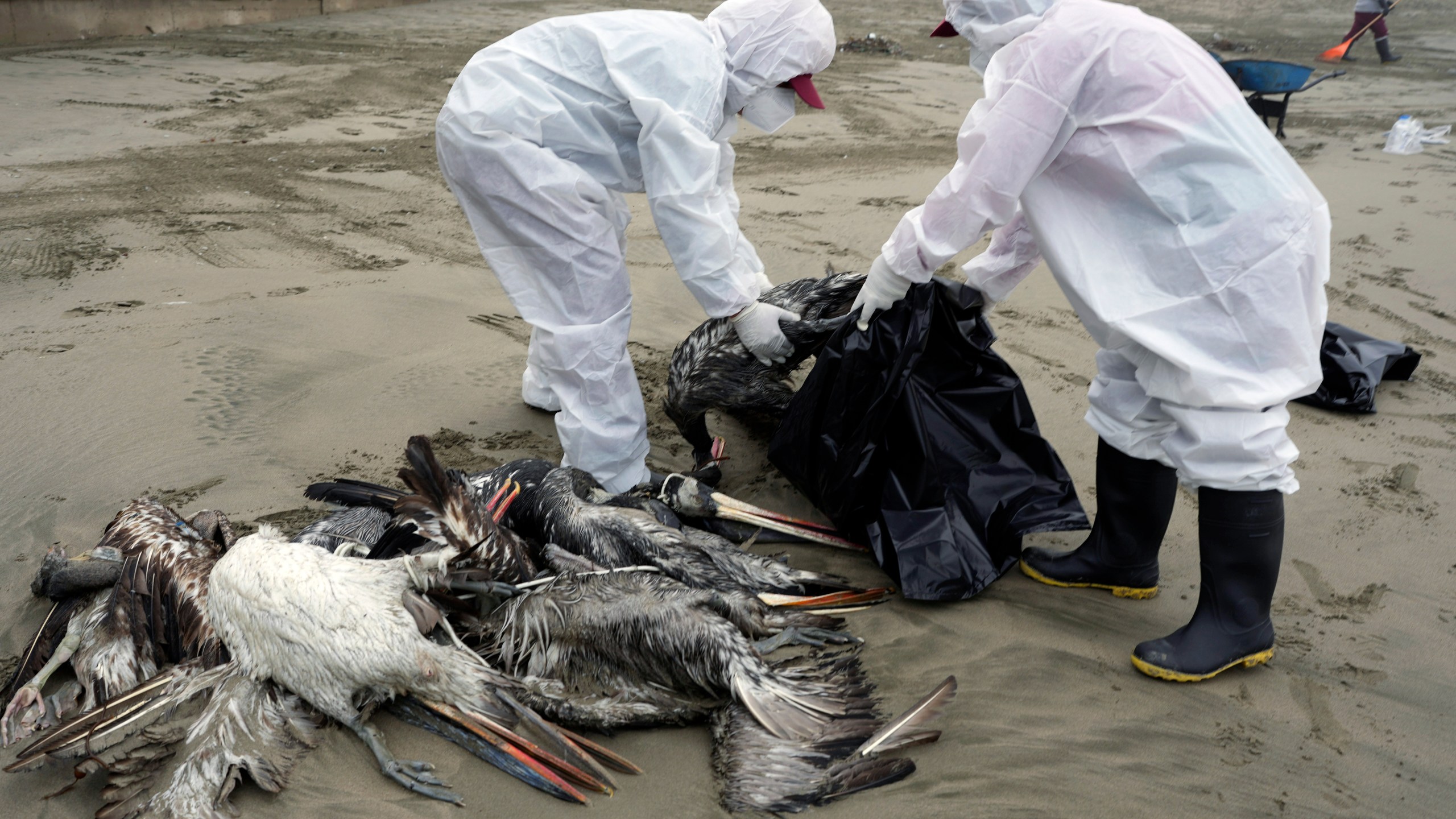 FILE - Municipal workers collect dead pelicans on Santa Maria beach in Lima, Peru, Tuesday, Nov. 30, 2022, as thousands of birds have died in November along the Pacific of Peru from bird flu, according to The National Forest and Wildlife Service (Serfor). (AP Photo/Guadalupe Pardo, File)
