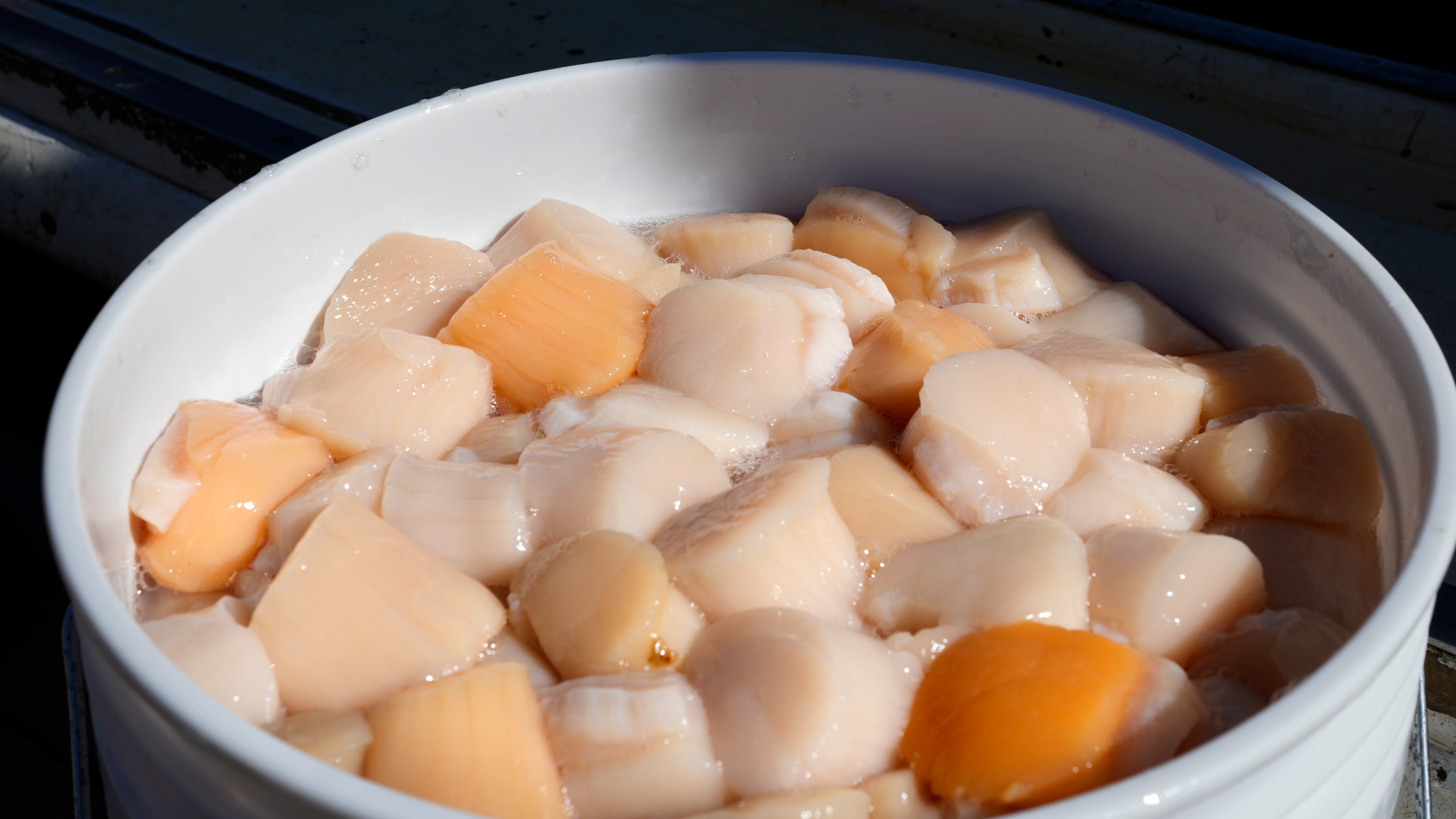 A bucket of scallops is seen on a dock, Tuesday, March 11, 2025, in Yarmouth, Maine. (AP Photo/Robert F. Bukaty)