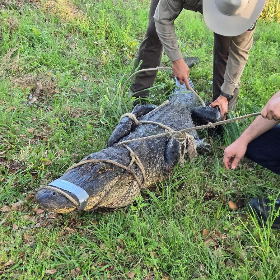 A large alligator captured