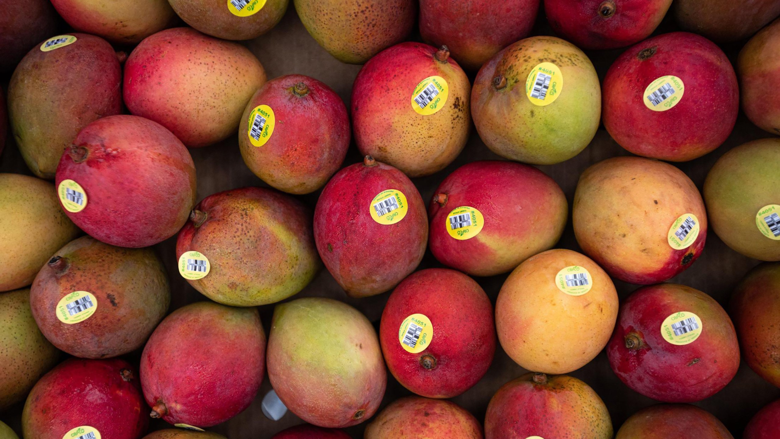Cardboard pallets with dozens of mangoes sit on the sidewalk