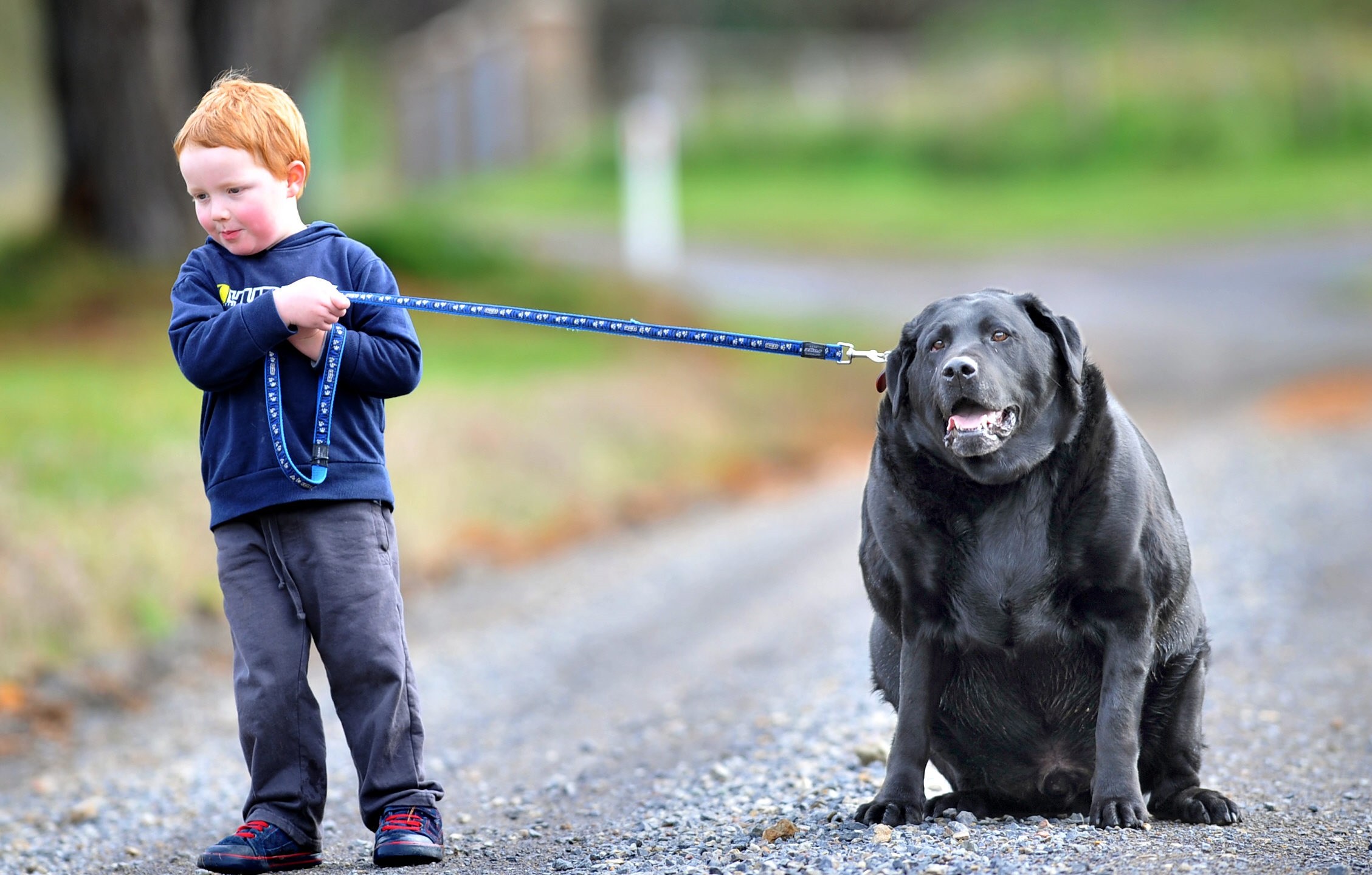 portly black lab with child on road