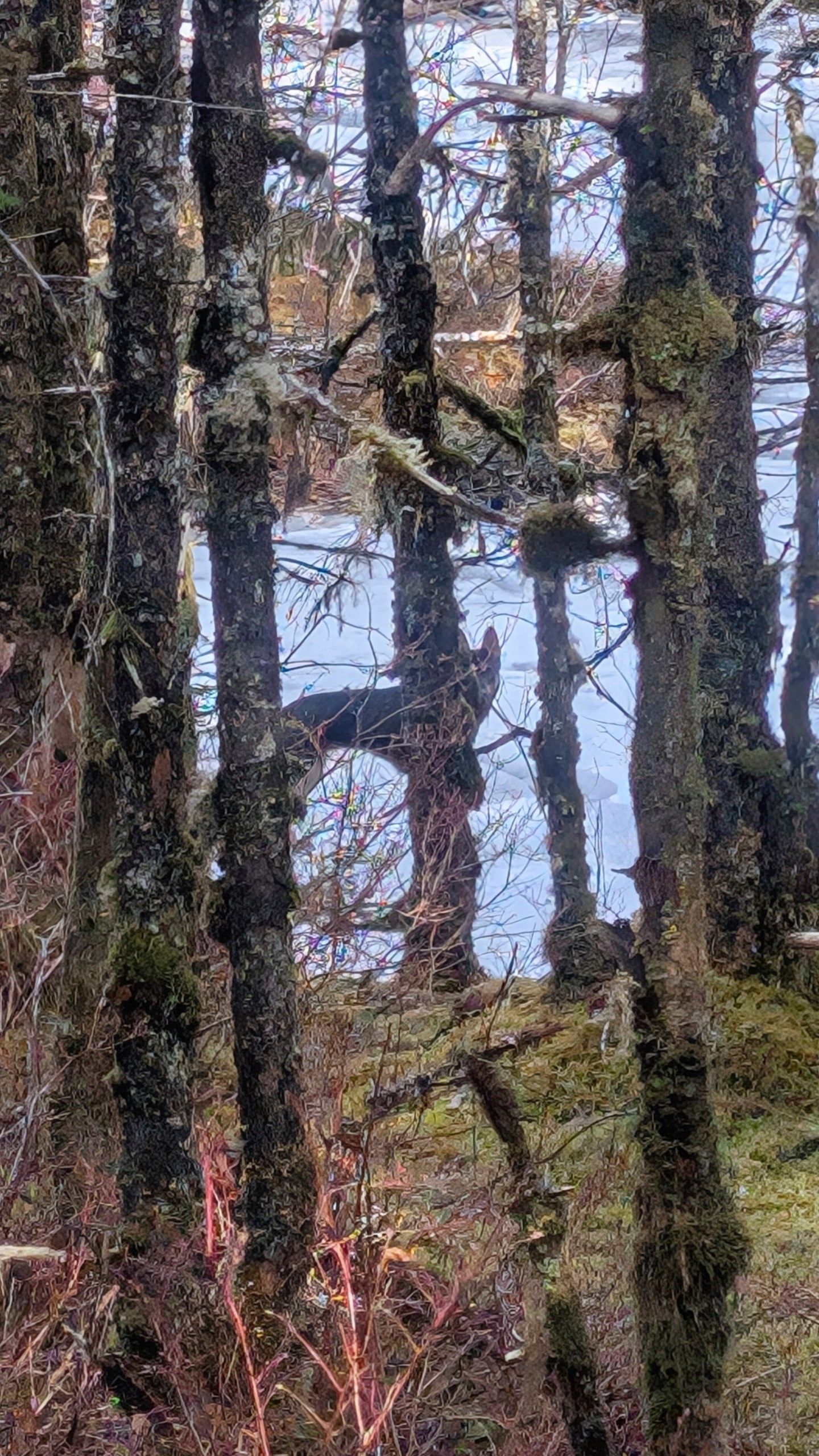 This photo provided by Mike Mazouch shows a dog named Jackie, who was rescued from a California shelter but slipped away from her adopted family in Juneau, Alaska, seen on a frozen pond in the woods on Thursday, March 27, 2025, in Juneau. (Mike Mazouch via AP)