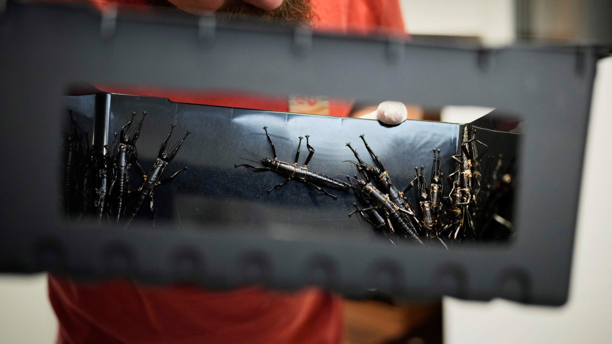 An expert keeper holds a box with critically endangered Lord Howe Island stick insects, nicknamed "tree lobster," at the zoo in Prague, Czech Republic, Tuesday, April 8, 2025. (AP Photo/Petr David Josek)