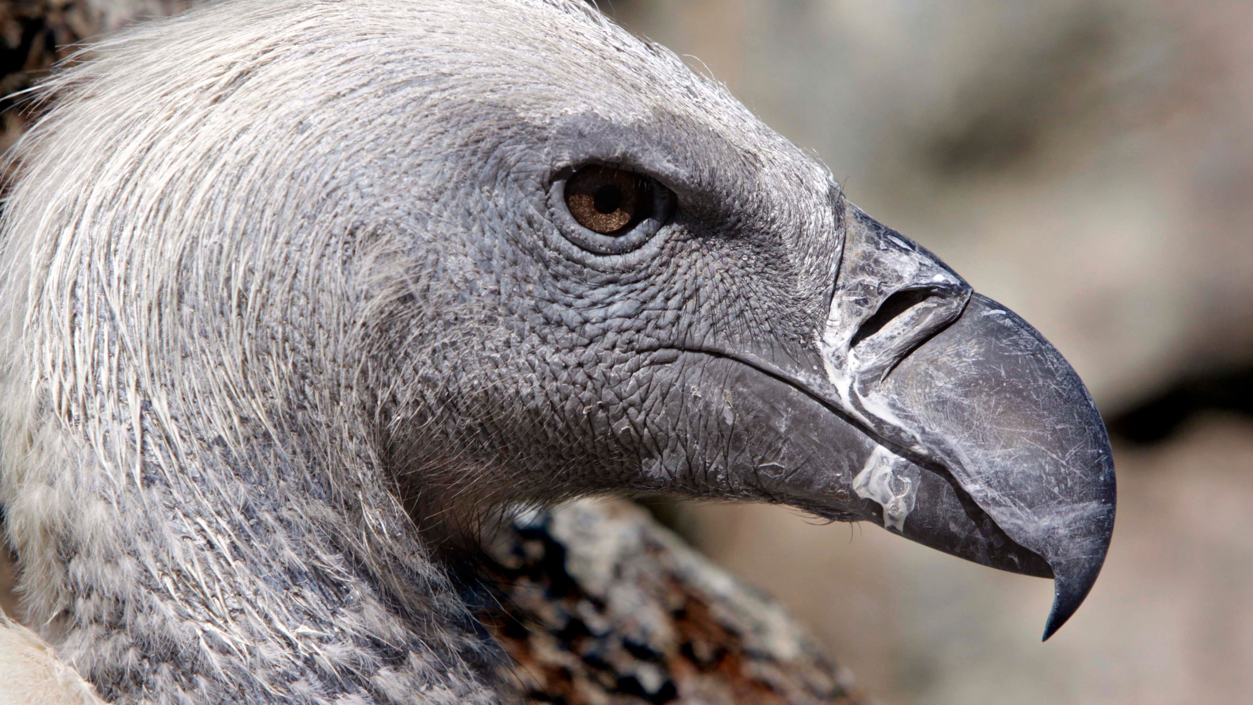 FILE - A Cape vulture is seen in its enclosure at the Vulture Programme at Boekenhoutkloof near Hartbeespoort Dam, South Africa on Sept. 22, 2011. (AP Photo/Denis Farrell, File)