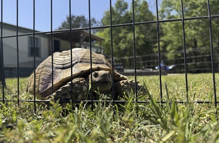 Myrtle the tortoise roams his pen