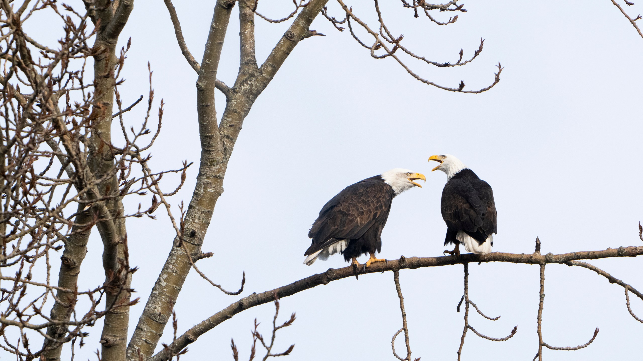 FILE - A pair of bald eagles call out while resting on a tree next to Union Bay, Jan. 16, 2024, in Seattle. (AP Photo/Lindsey Wasson, File)
