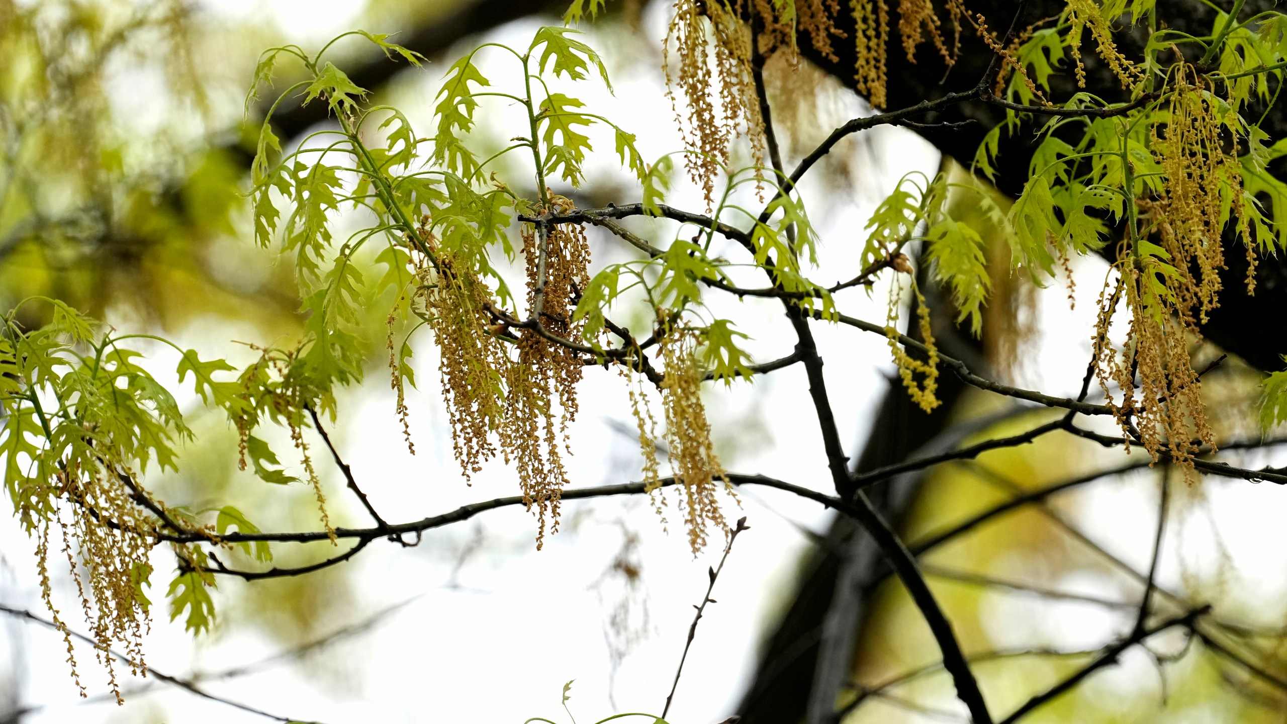 FILE - An oak tree with new leaf growth also shows pollen hanging amongst the branches at a park in Richardson, Texas, Thursday, March 21, 2024. (AP Photo/Tony Gutierrez, File)