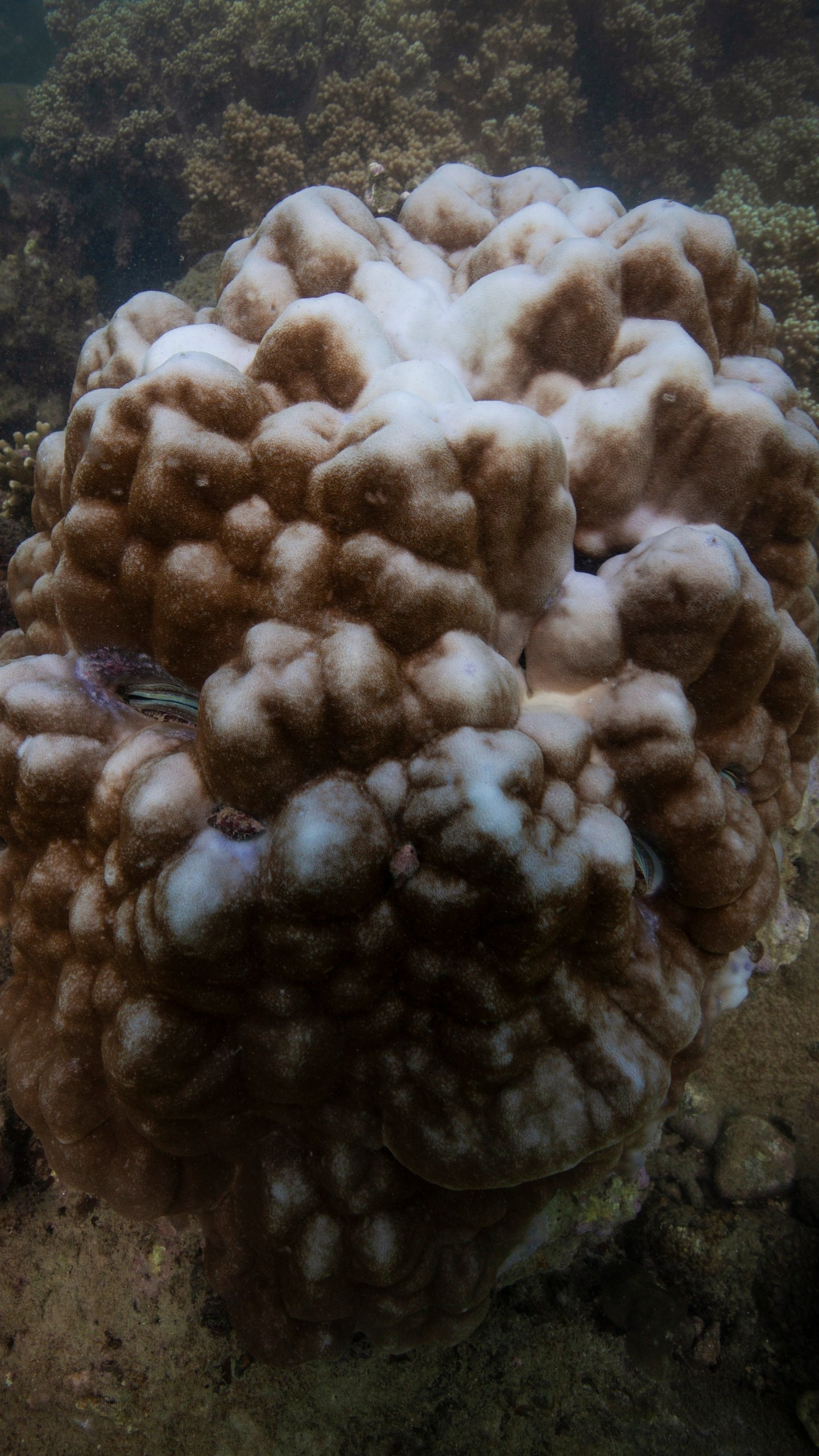 Bleaching is visible on coral reef