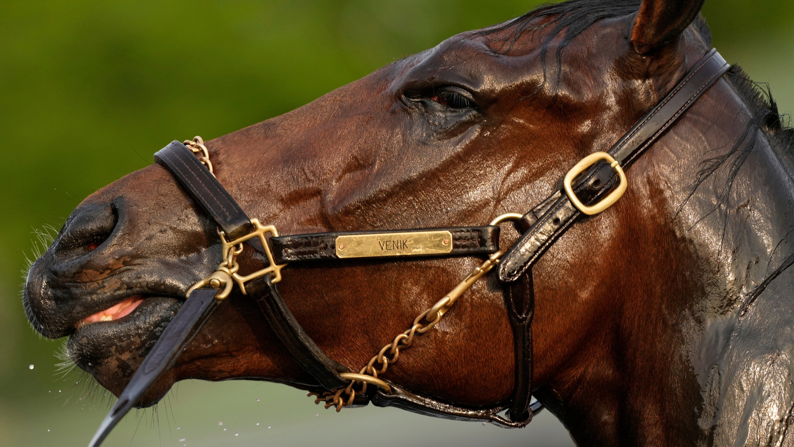 A race horse gets a bath after a workout at Churchill Downs Tuesday, April 29, 2025, in Louisville, Ky. (AP Photo/Charlie Riedel)