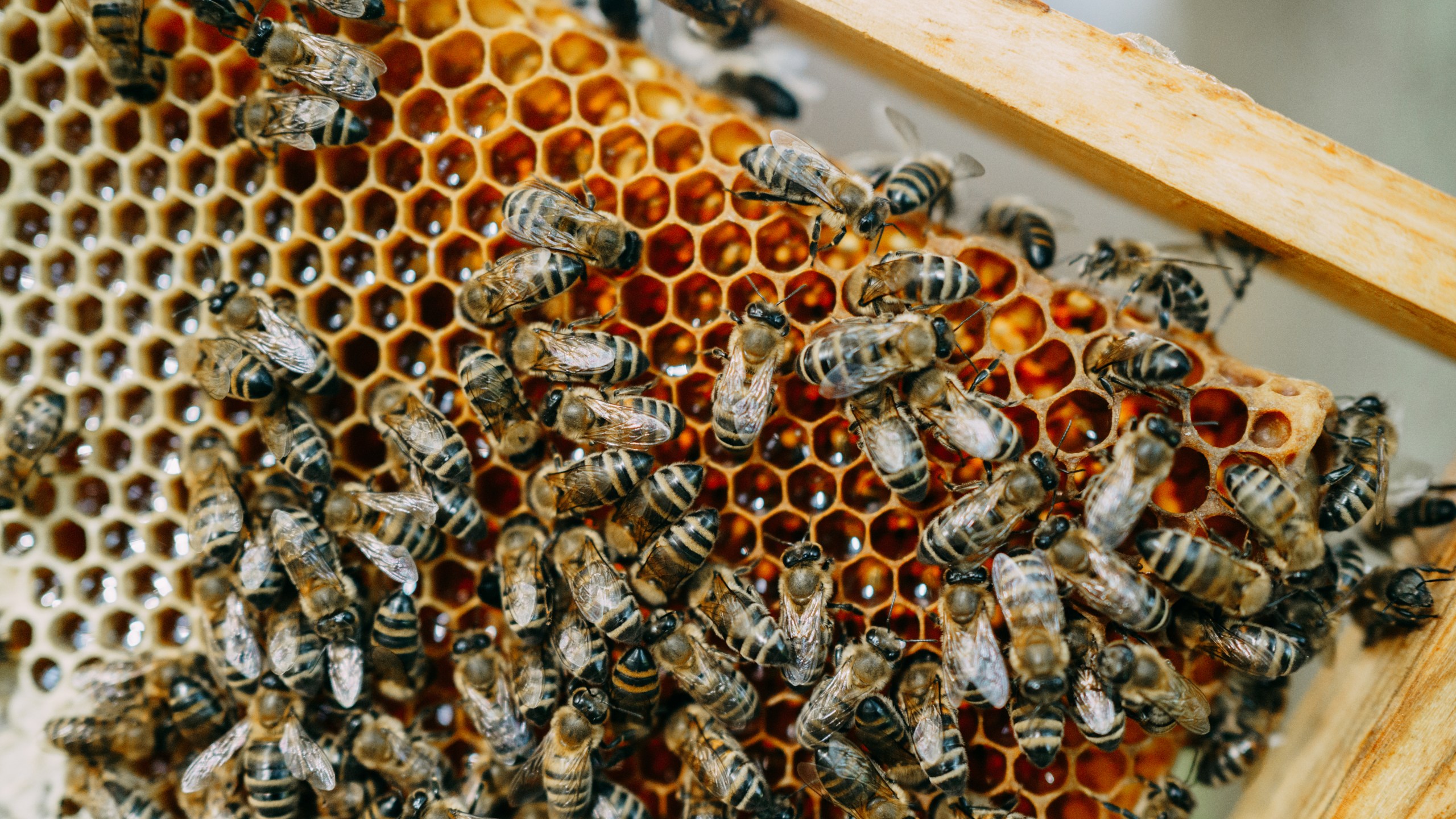 pattern of honeycombs with honey and a swarm of bees
