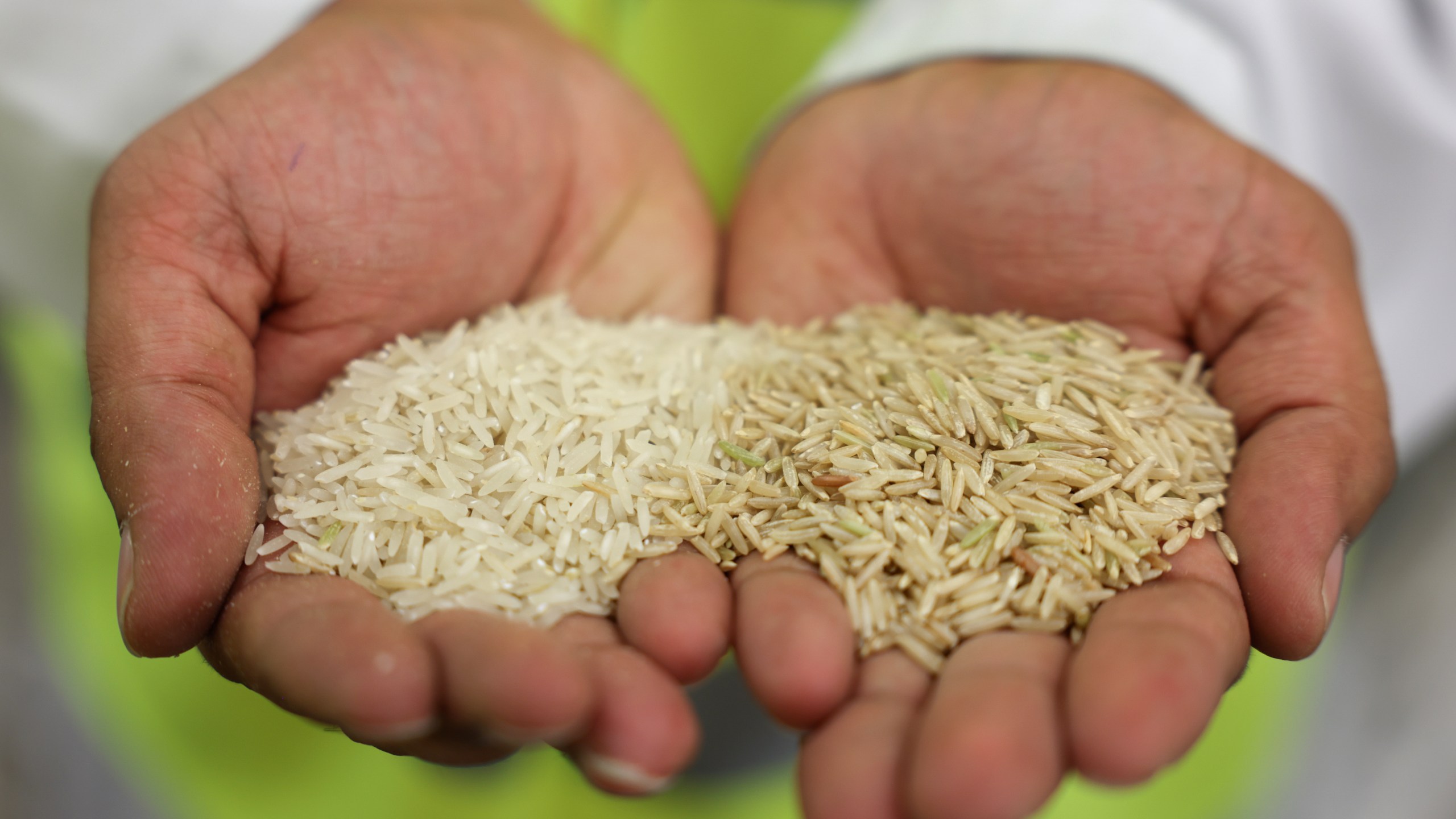 Hands hold samples of polished and brown rice