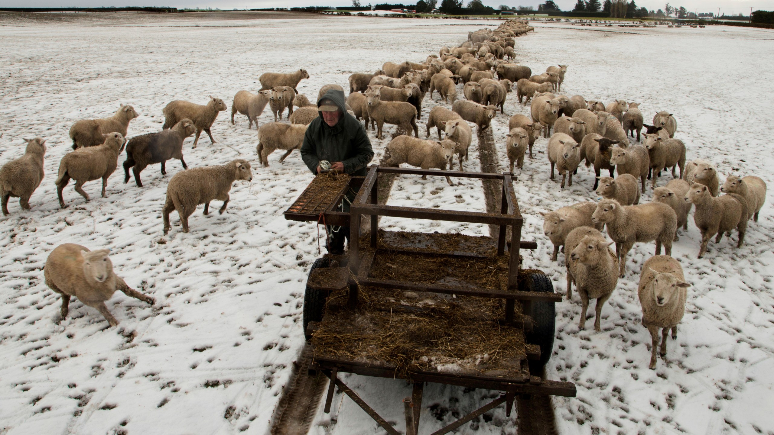 FILE - Farmer Ross Turner feeds his sheep hay in his snow covered paddocks on the outskirts of Christchurch, New Zealand, July 12, 2017. (AP Photo/Mark Baker, File)