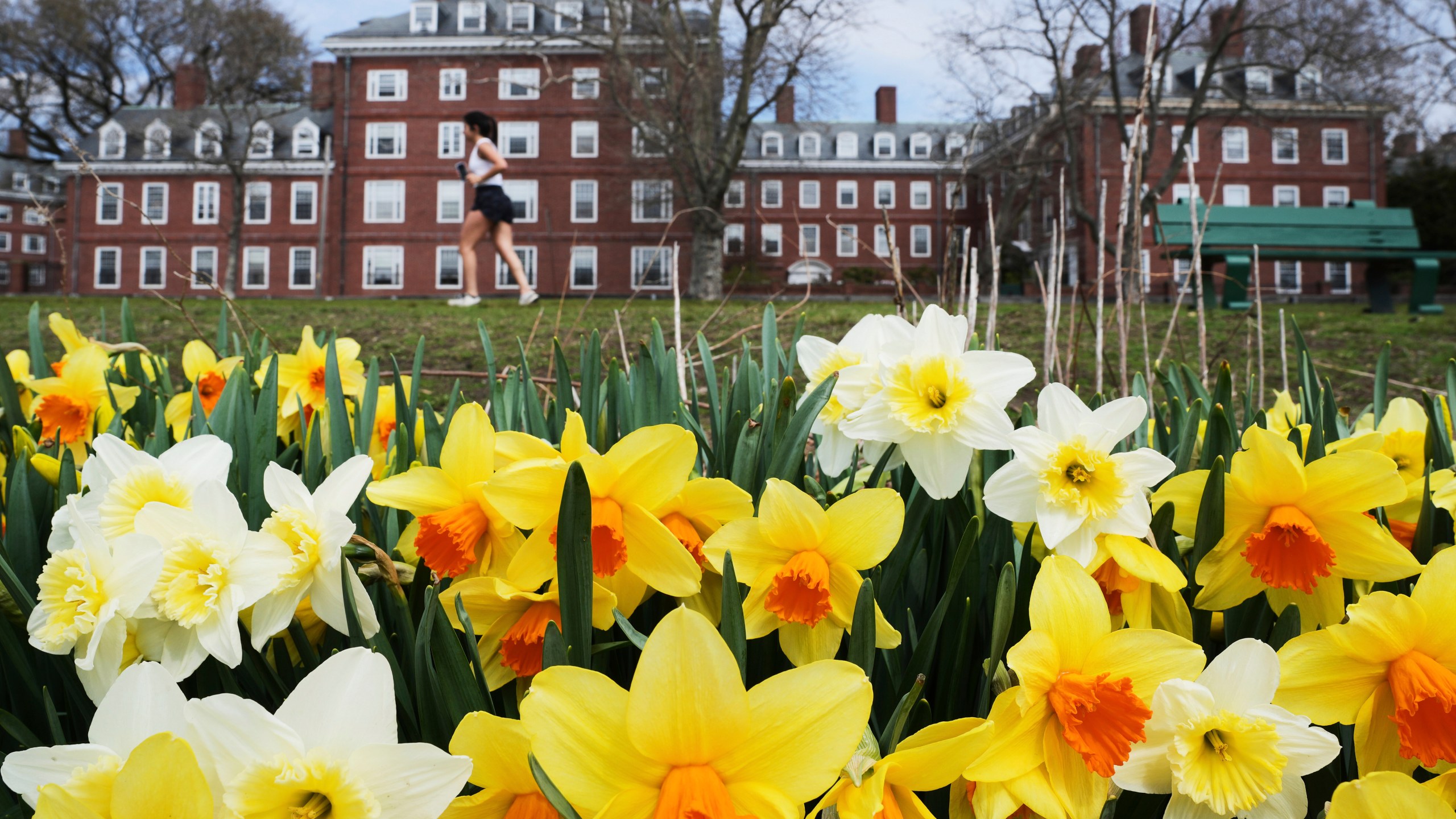 A runner passes daffodils and dormitories at Harvard University, Tuesday, April 15, 2025, in Cambridge, Mass. (AP Photo/Charles Krupa)