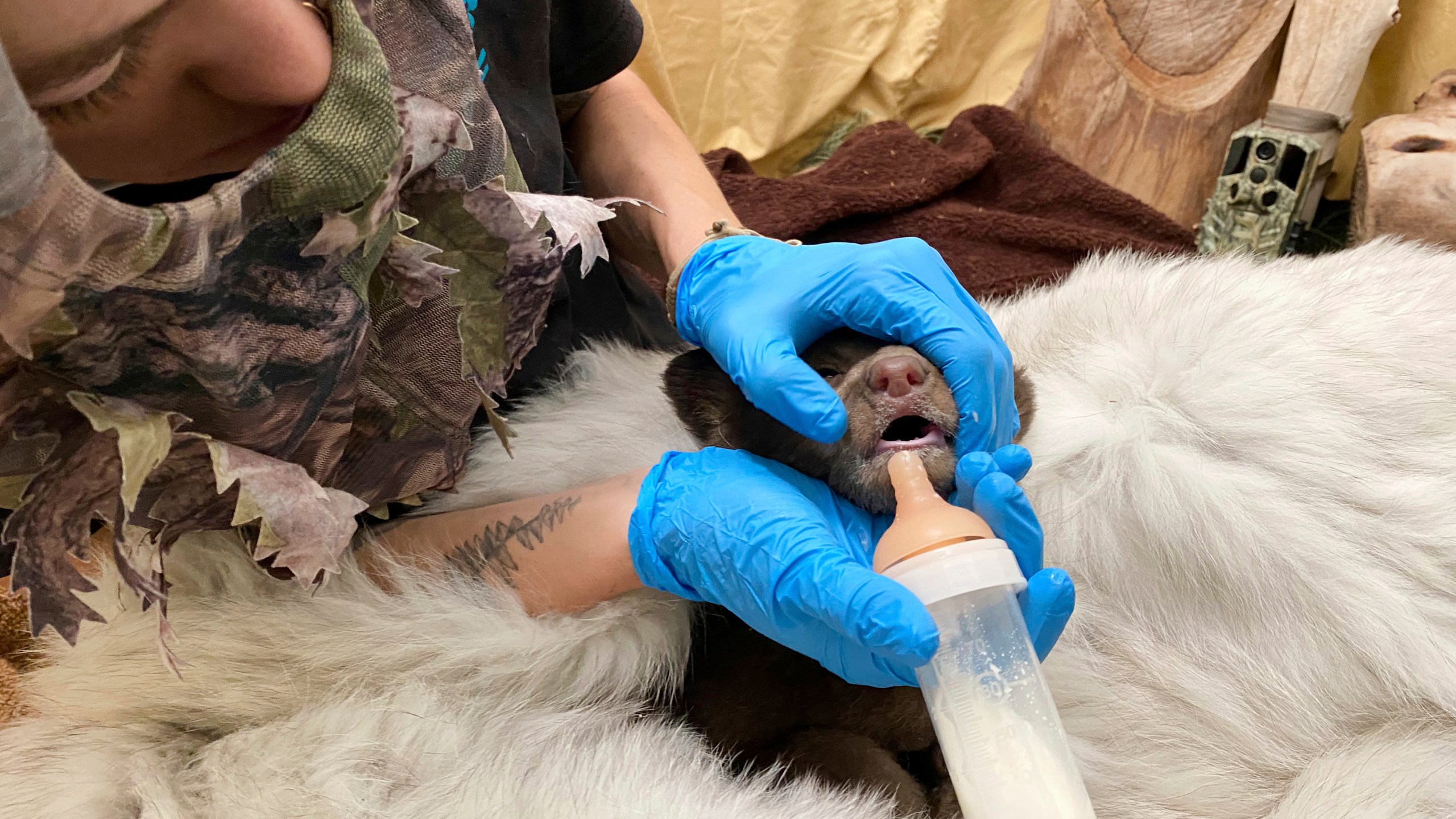 In this photo provided by San Diego Humane Society, an employee wears camouflage while feeding a bear cub, which was found alone in Los Padres National Forest, at the San Diego Human Society Ramona Wildlife Center on Monday, April 14, 2025, in Ramona, Calif. (San Diego Humane Society via AP)